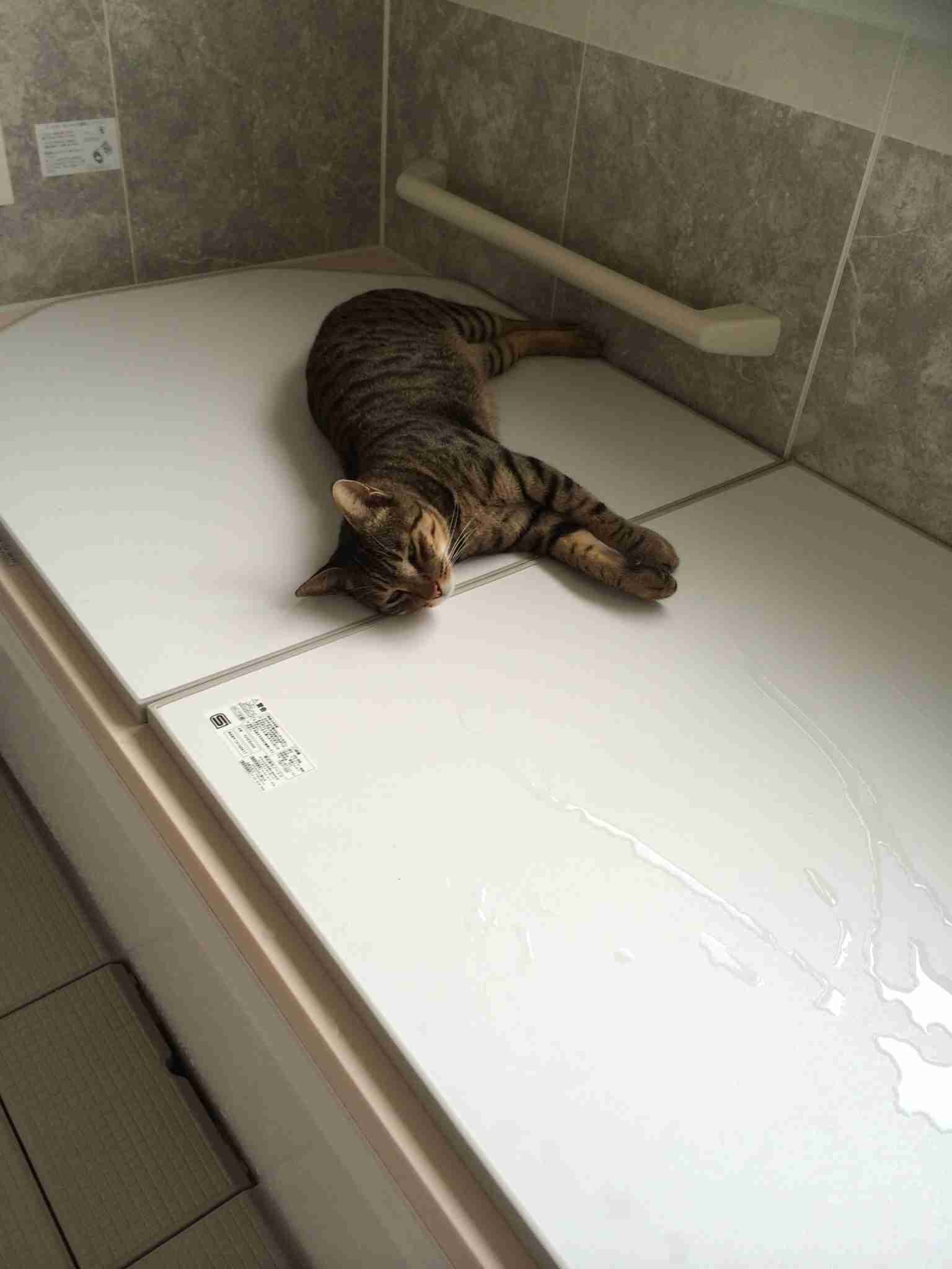 (身バレしない程度に)お宅の猫ちゃん見せてください!
