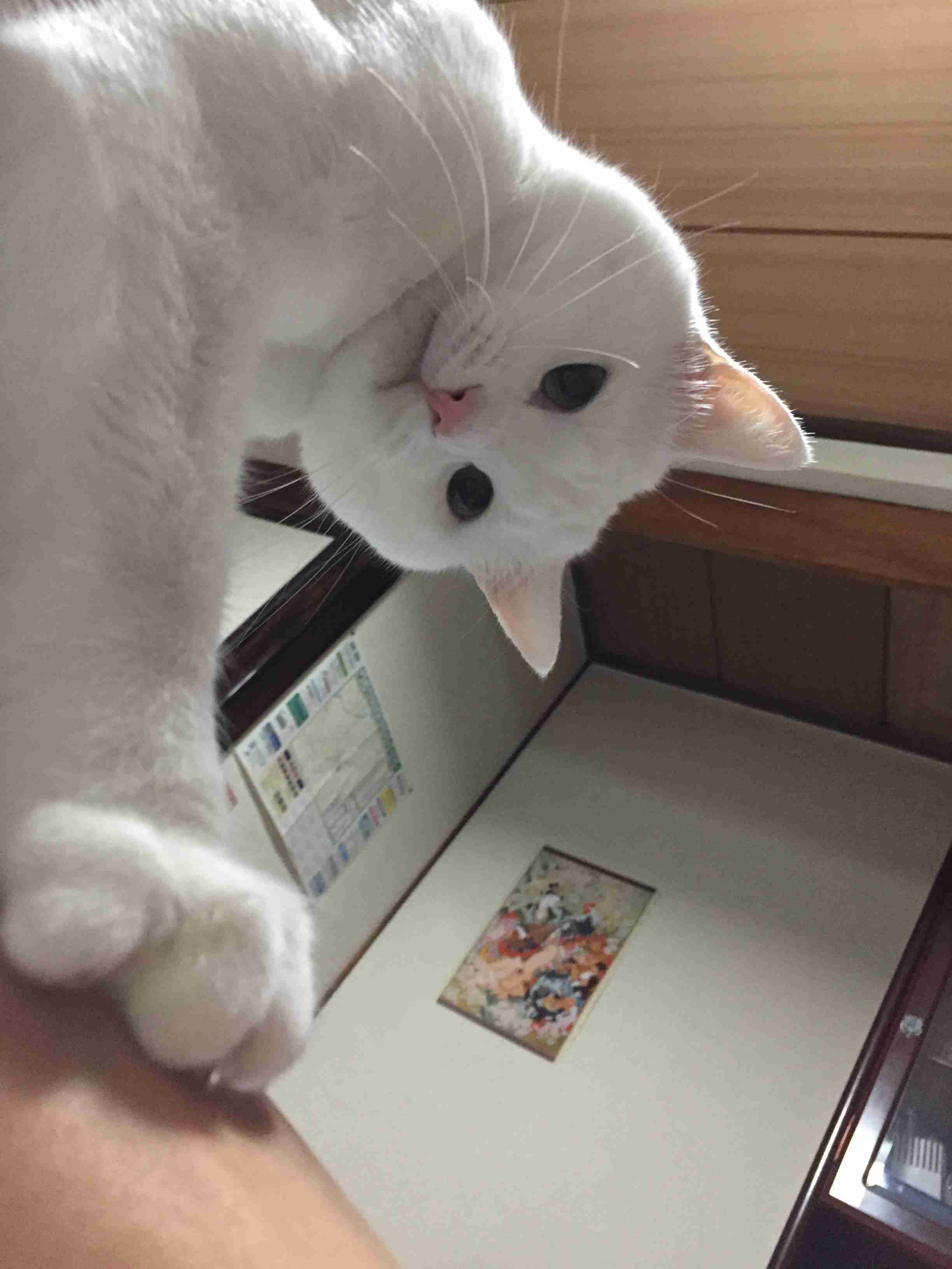 (身バレしない程度に)お宅の猫ちゃん見せてください!