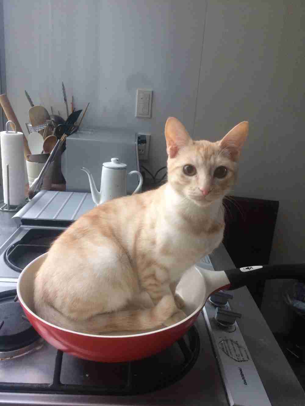 (身バレしない程度に)お宅の猫ちゃん見せてください!