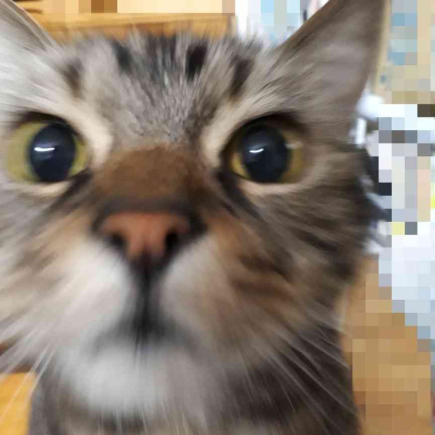 (身バレしない程度に)お宅の猫ちゃん見せてください!