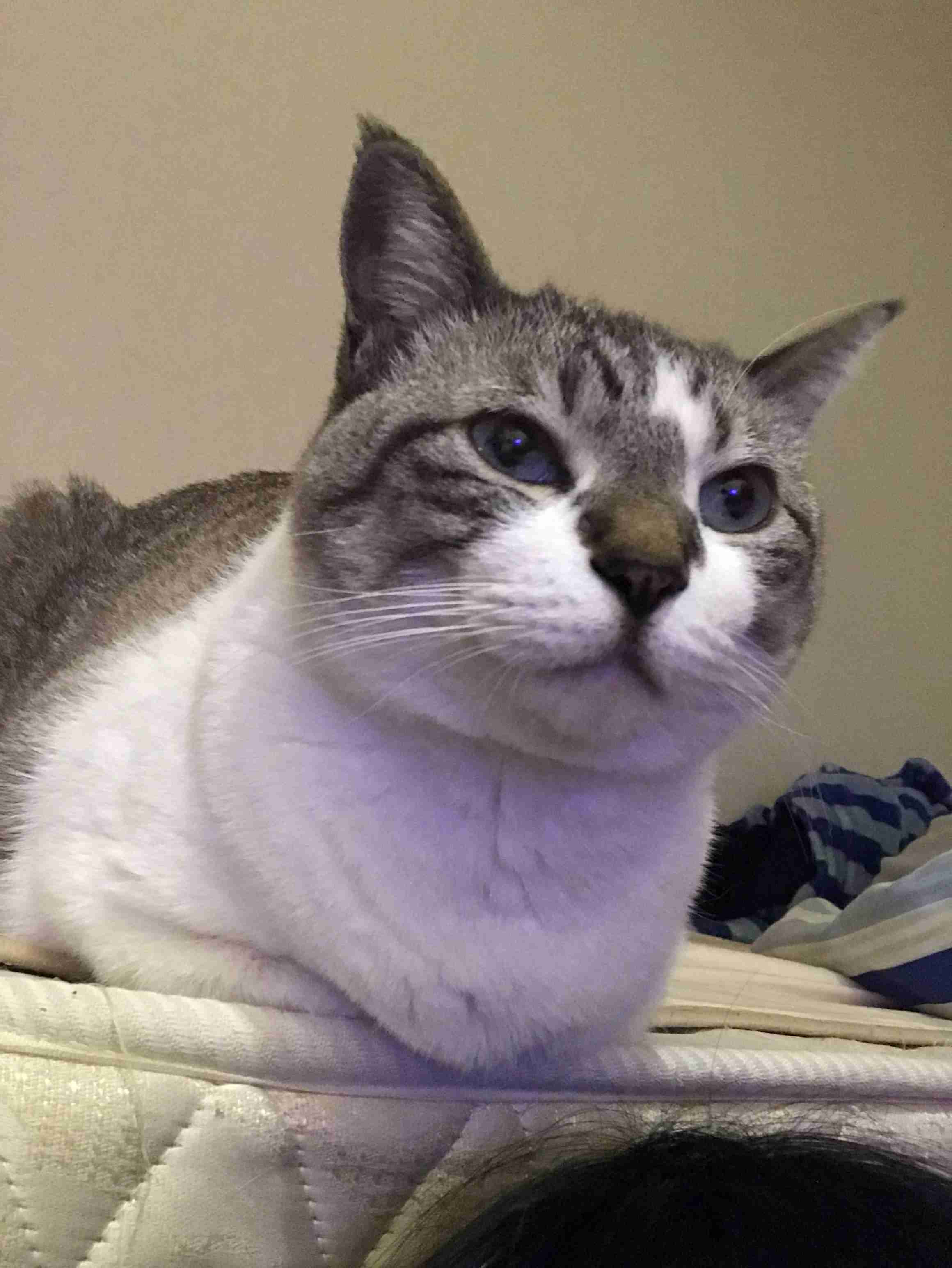 (身バレしない程度に)お宅の猫ちゃん見せてください!
