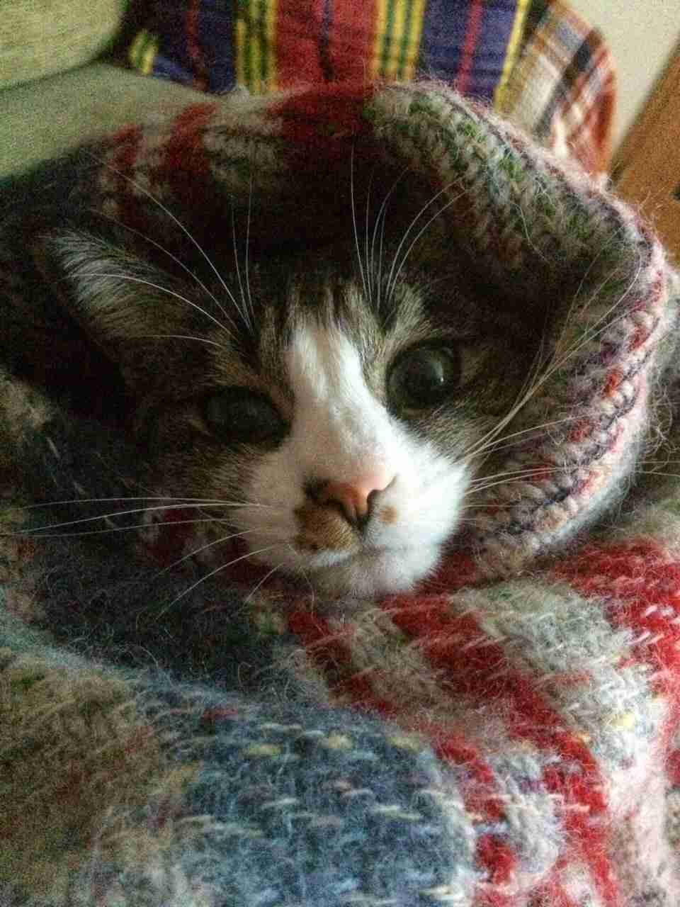 (身バレしない程度に)お宅の猫ちゃん見せてください!