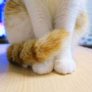 (身バレしない程度に)お宅の猫ちゃん見せてください!