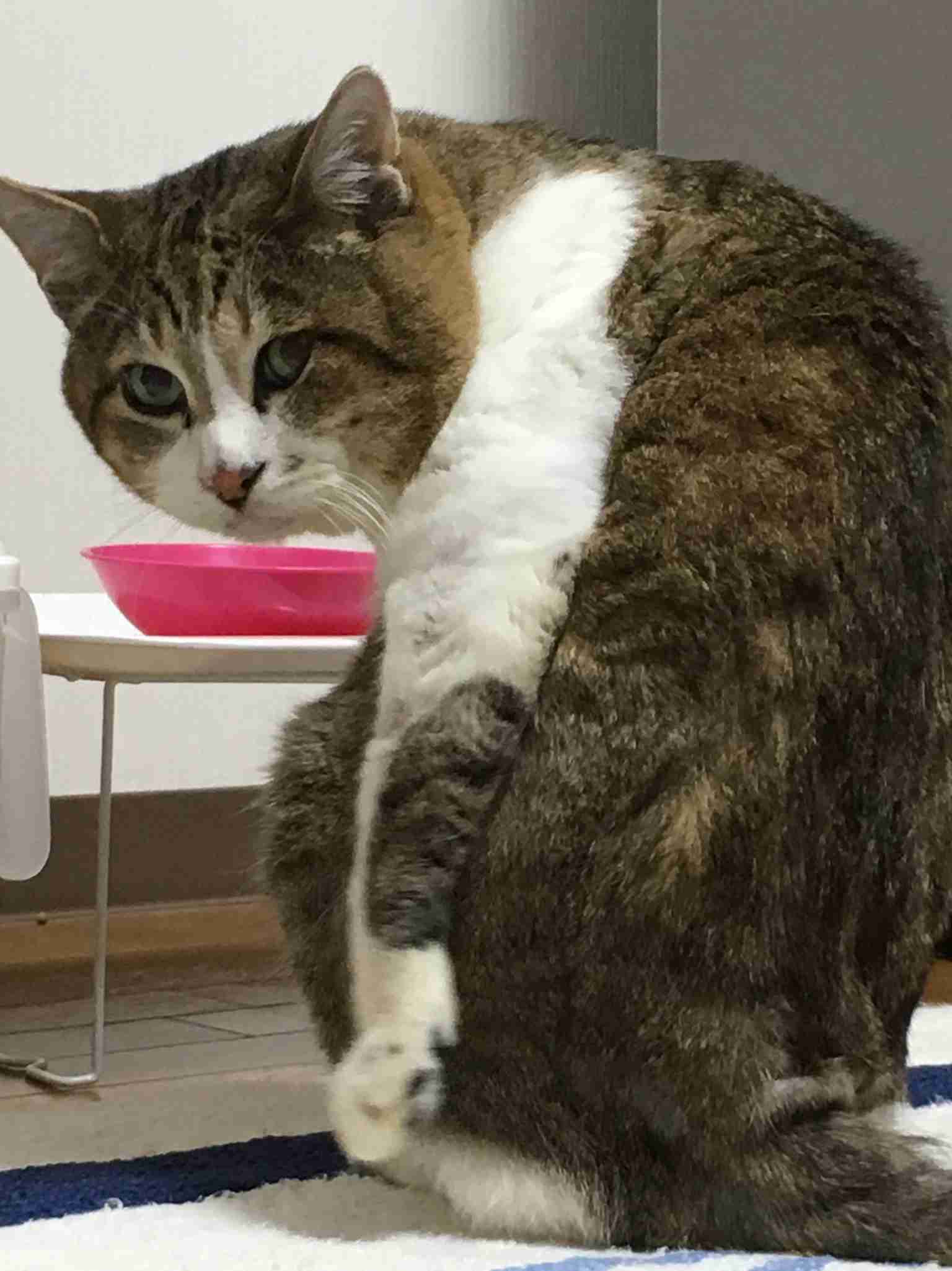 (身バレしない程度に)お宅の猫ちゃん見せてください!
