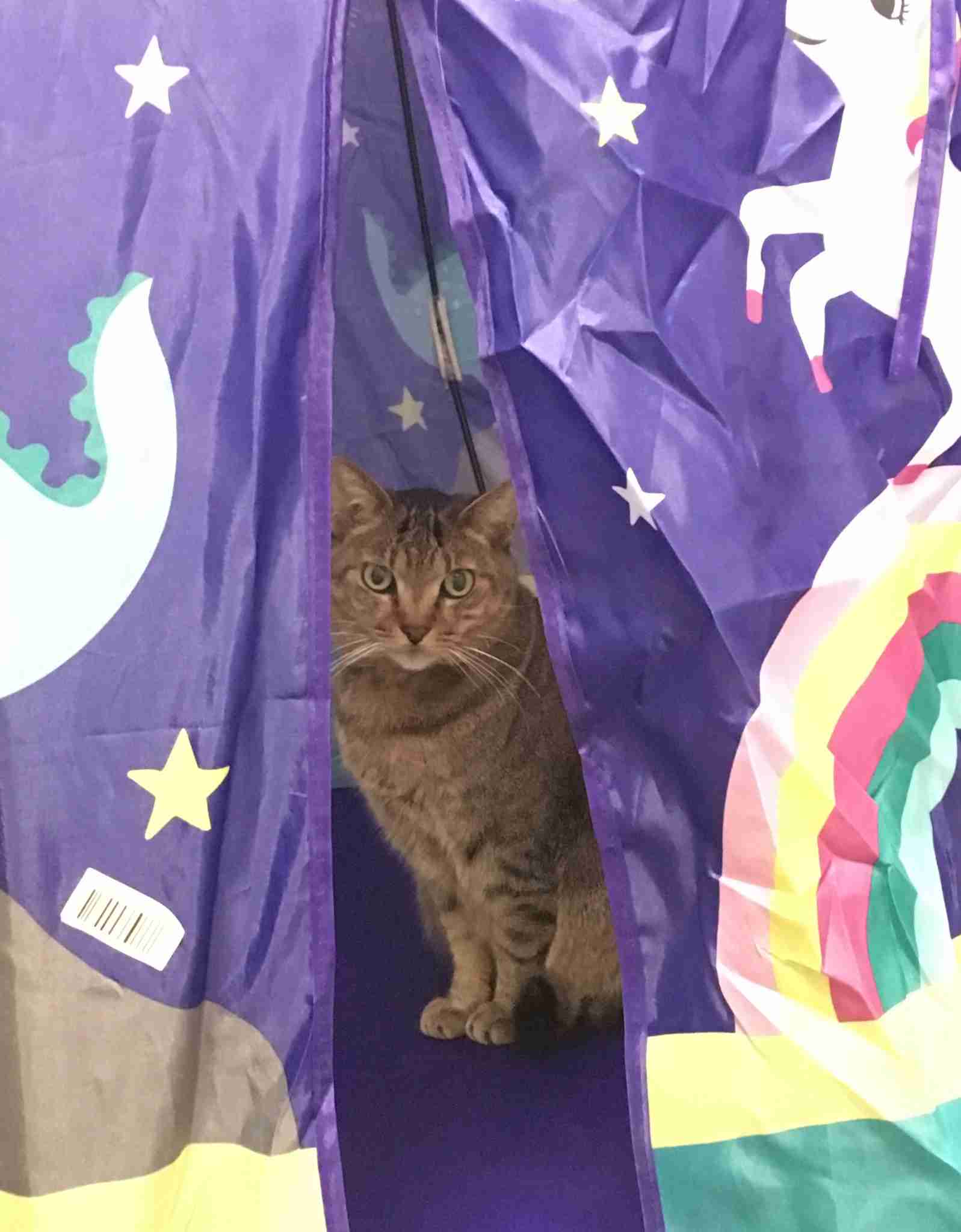 (身バレしない程度に)お宅の猫ちゃん見せてください!