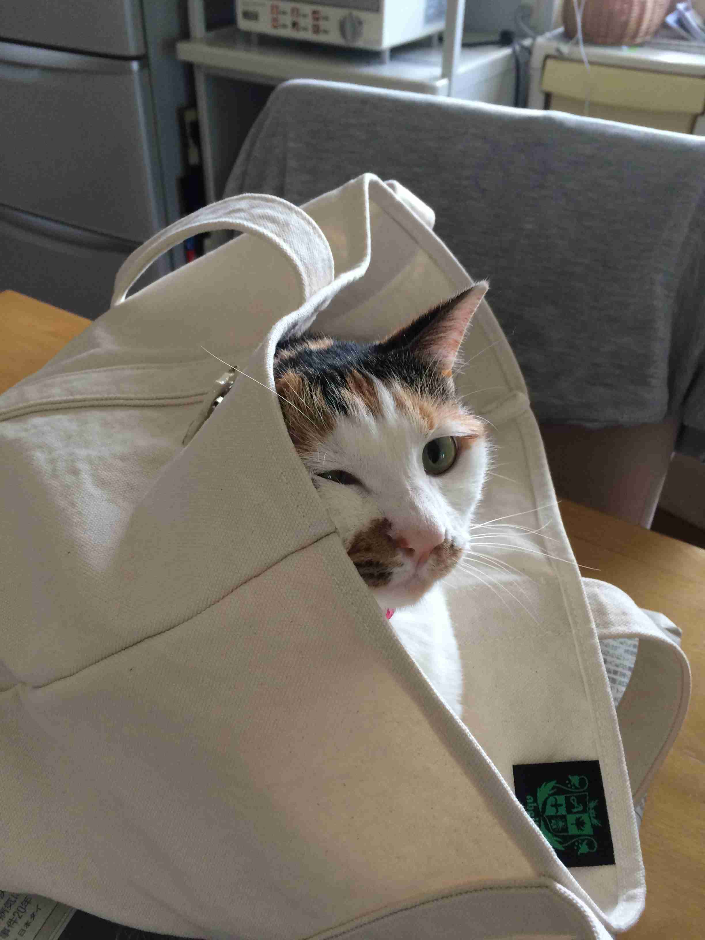 (身バレしない程度に)お宅の猫ちゃん見せてください!