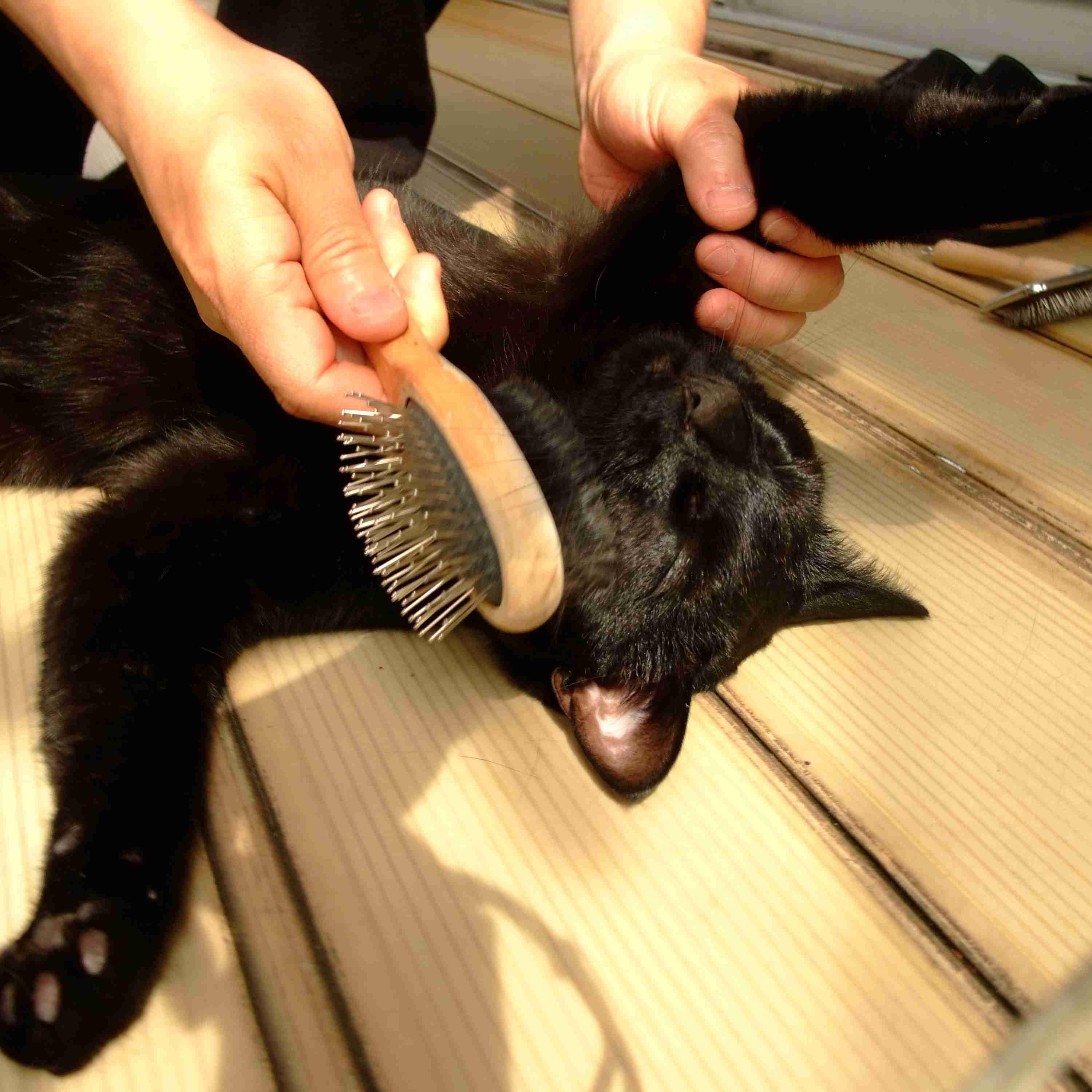 (身バレしない程度に)お宅の猫ちゃん見せてください!