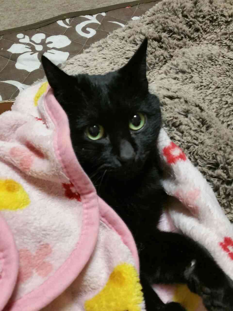 (身バレしない程度に)お宅の猫ちゃん見せてください!