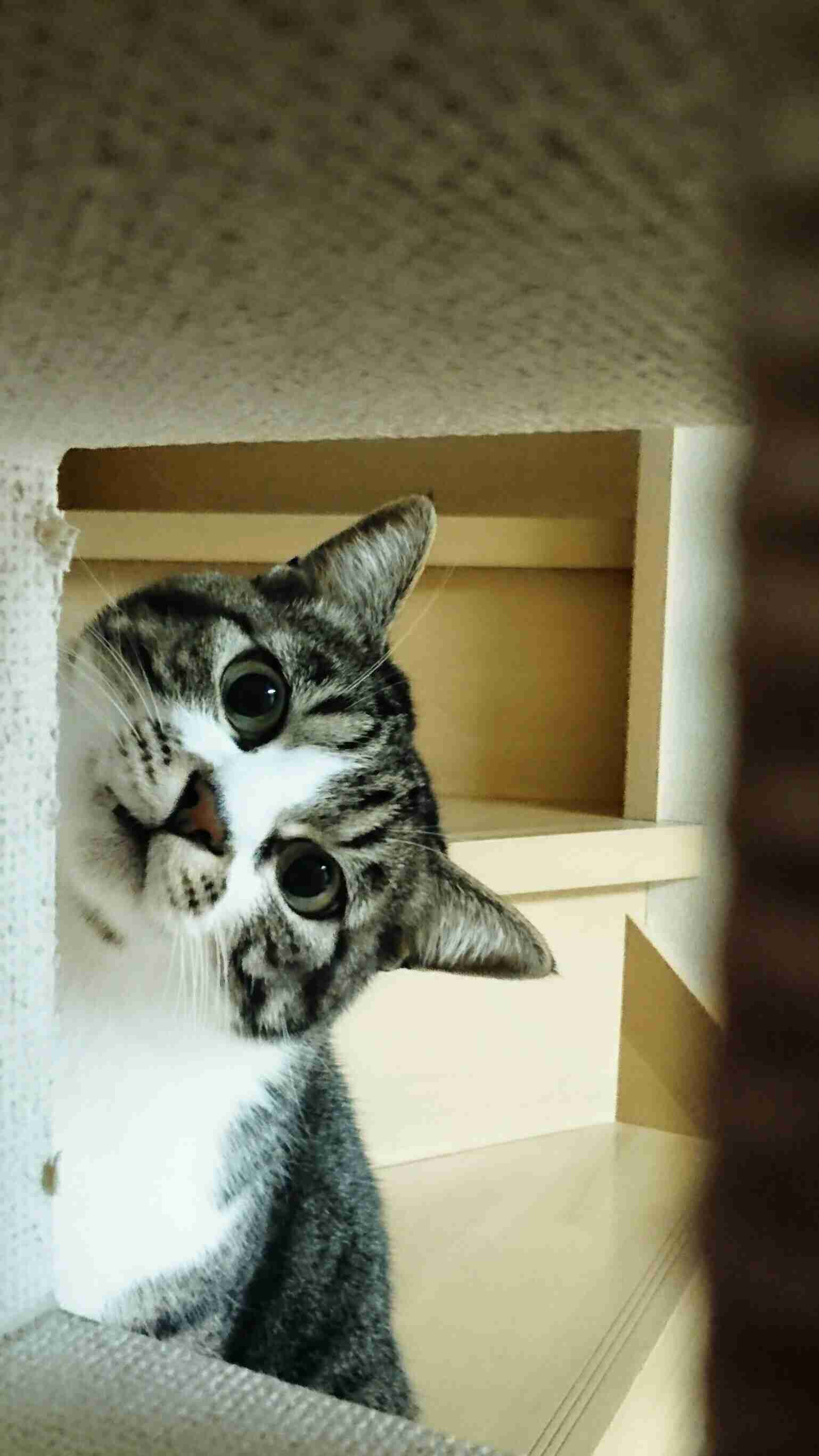 (身バレしない程度に)お宅の猫ちゃん見せてください!