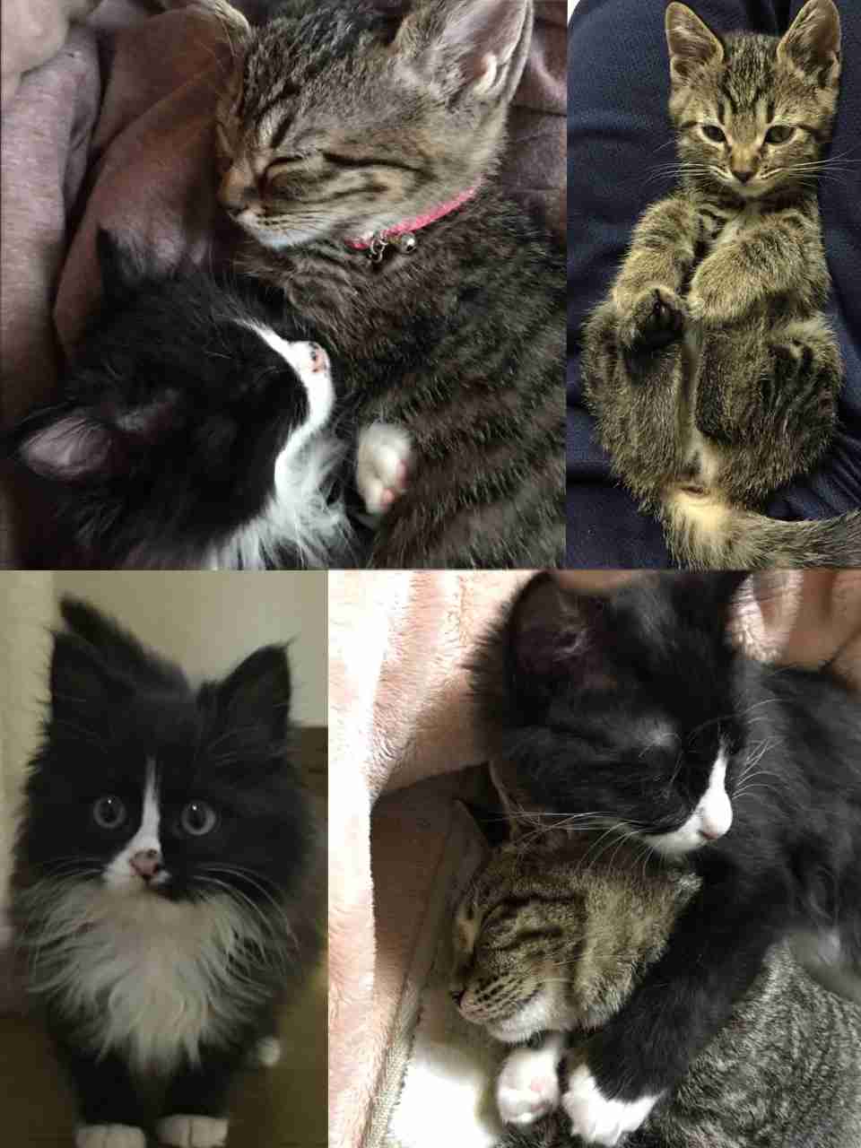 (身バレしない程度に)お宅の猫ちゃん見せてください!