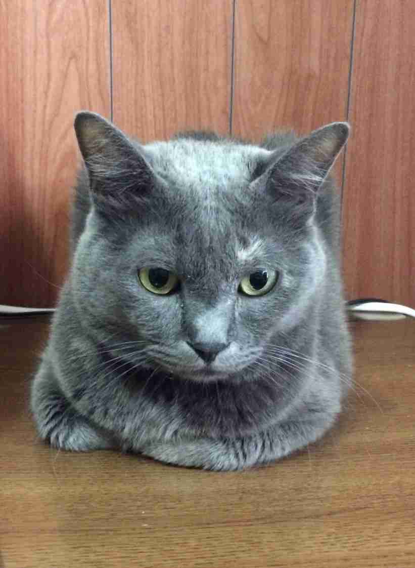 (身バレしない程度に)お宅の猫ちゃん見せてください!