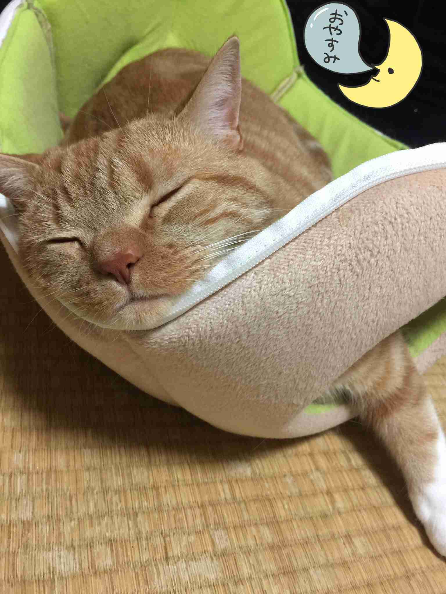 (身バレしない程度に)お宅の猫ちゃん見せてください!
