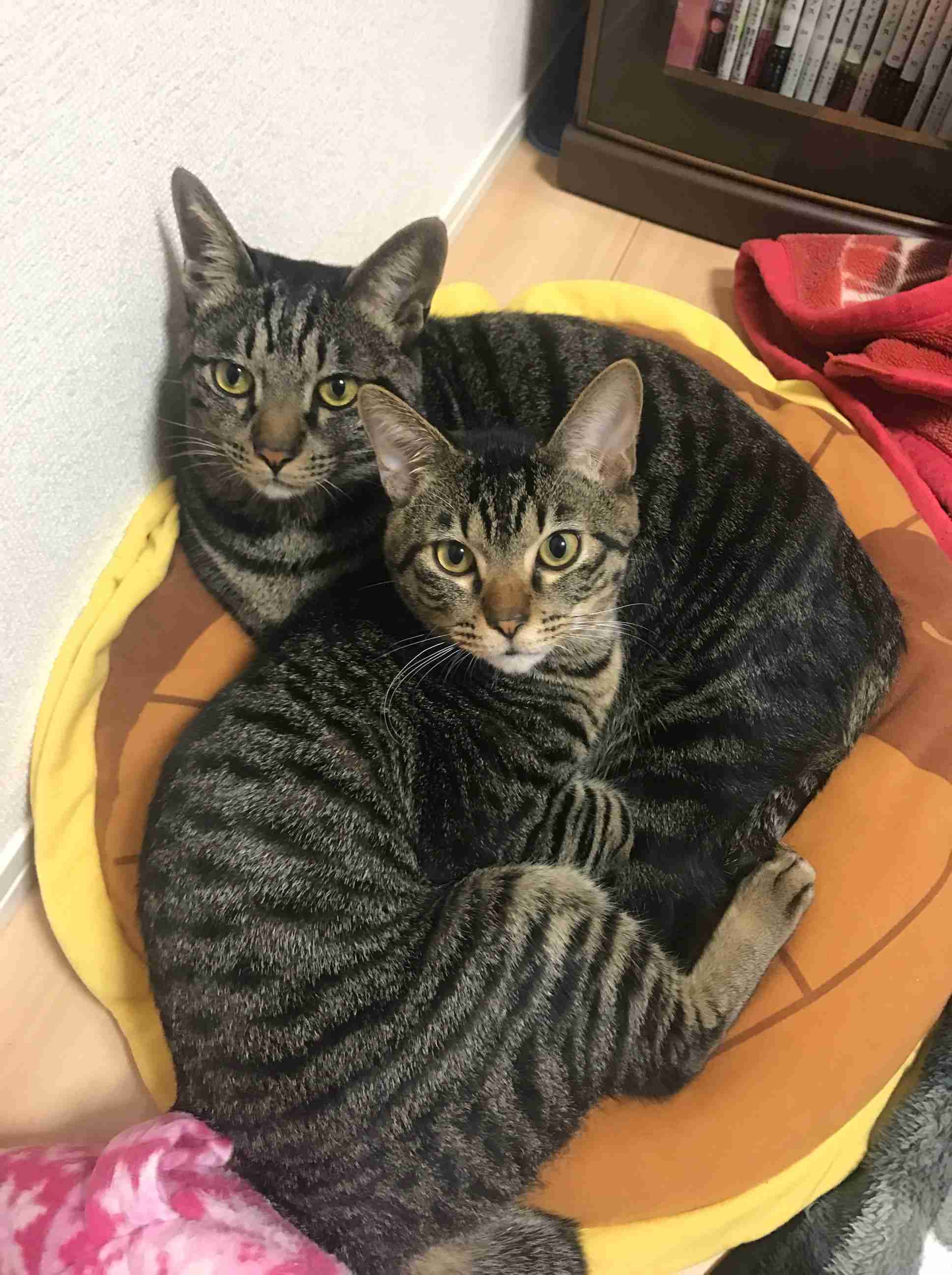 (身バレしない程度に)お宅の猫ちゃん見せてください!