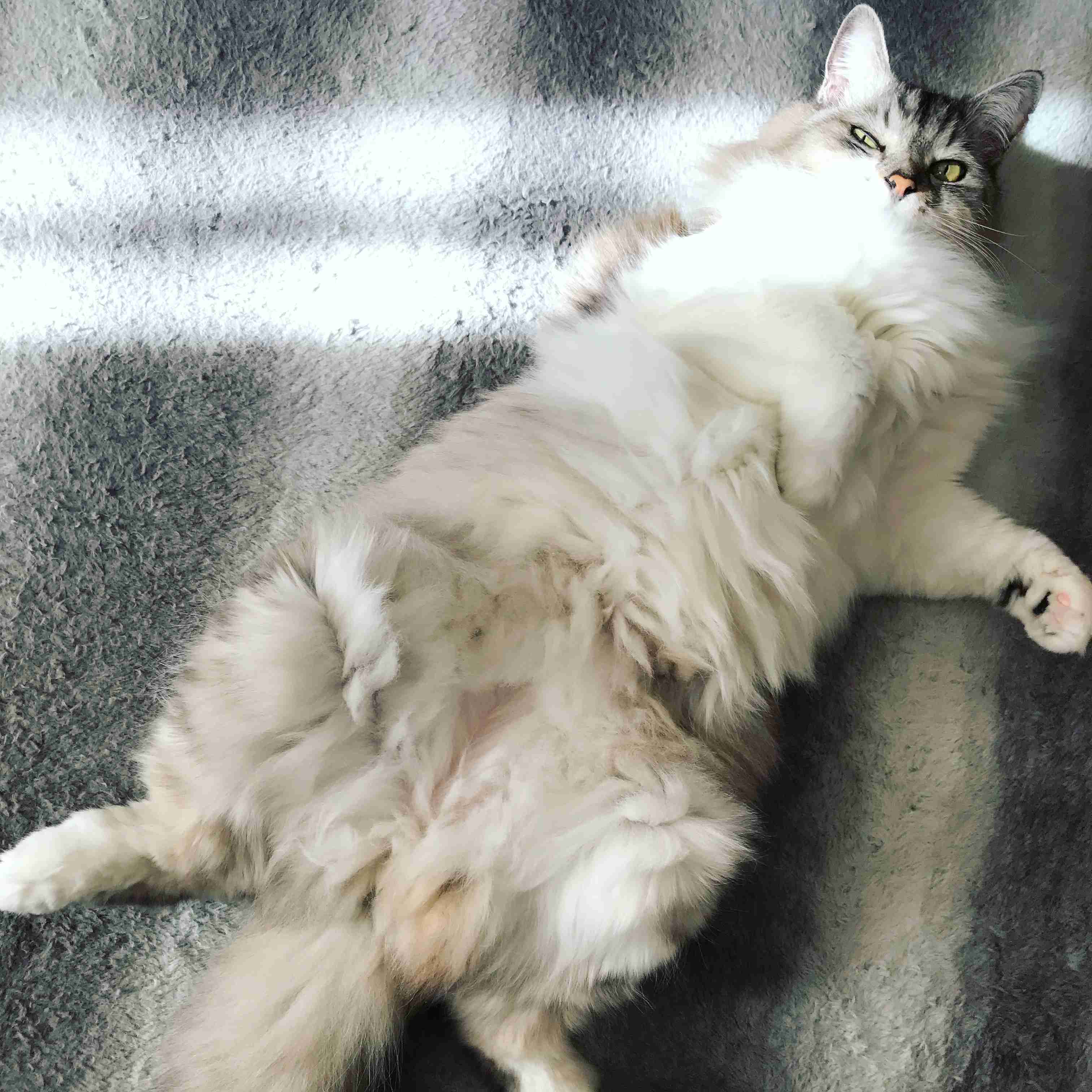 (身バレしない程度に)お宅の猫ちゃん見せてください!