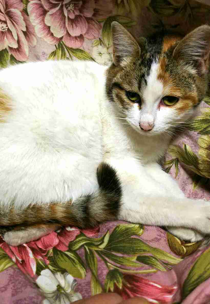 (身バレしない程度に)お宅の猫ちゃん見せてください!
