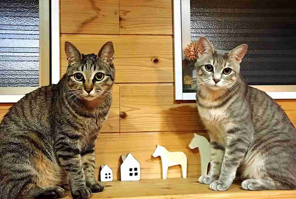 (身バレしない程度に)お宅の猫ちゃん見せてください！