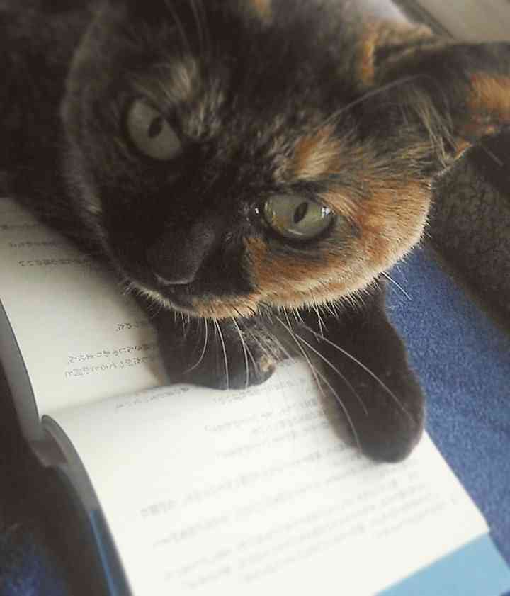 (身バレしない程度に)お宅の猫ちゃん見せてください!