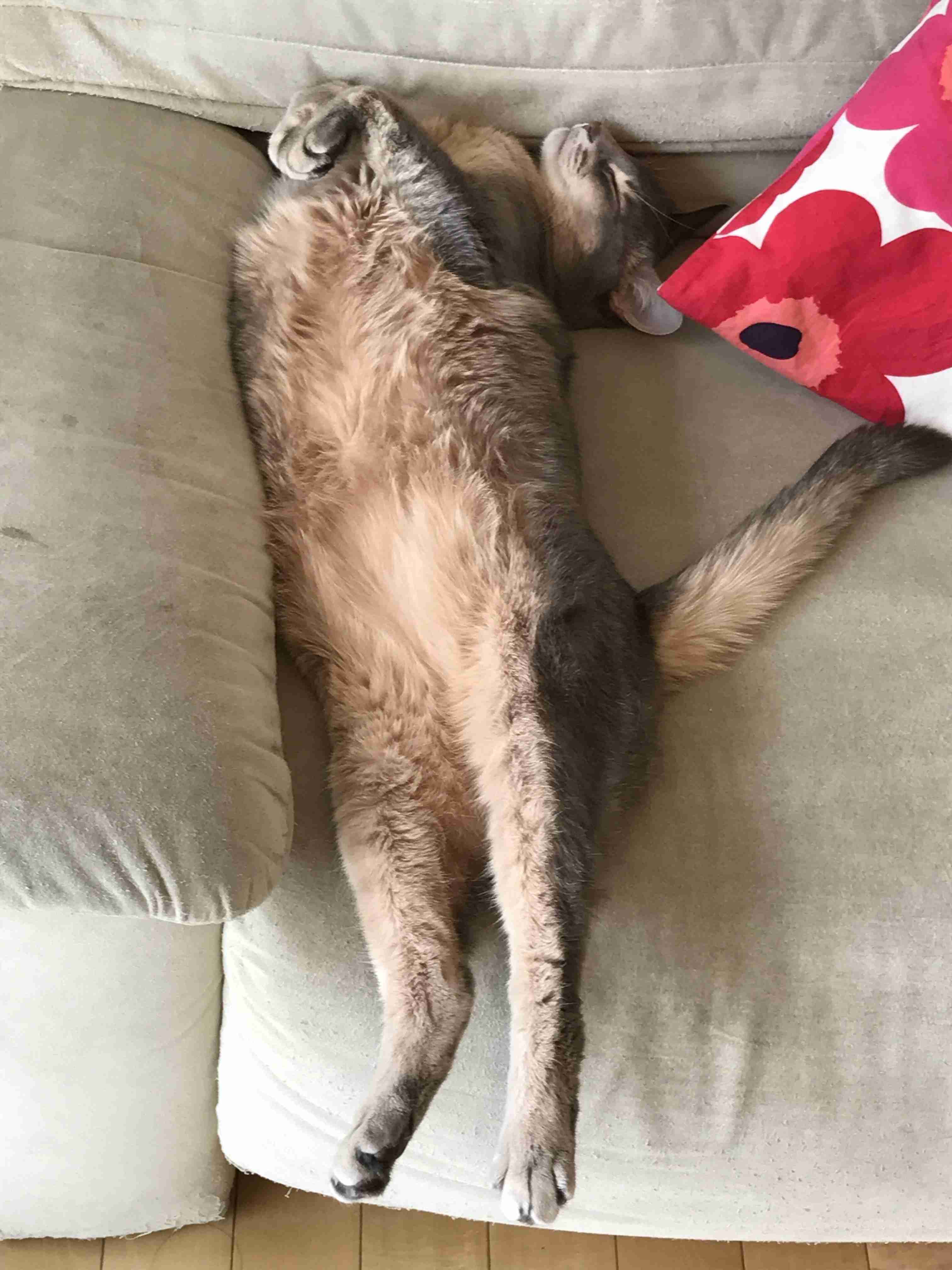 (身バレしない程度に)お宅の猫ちゃん見せてください!