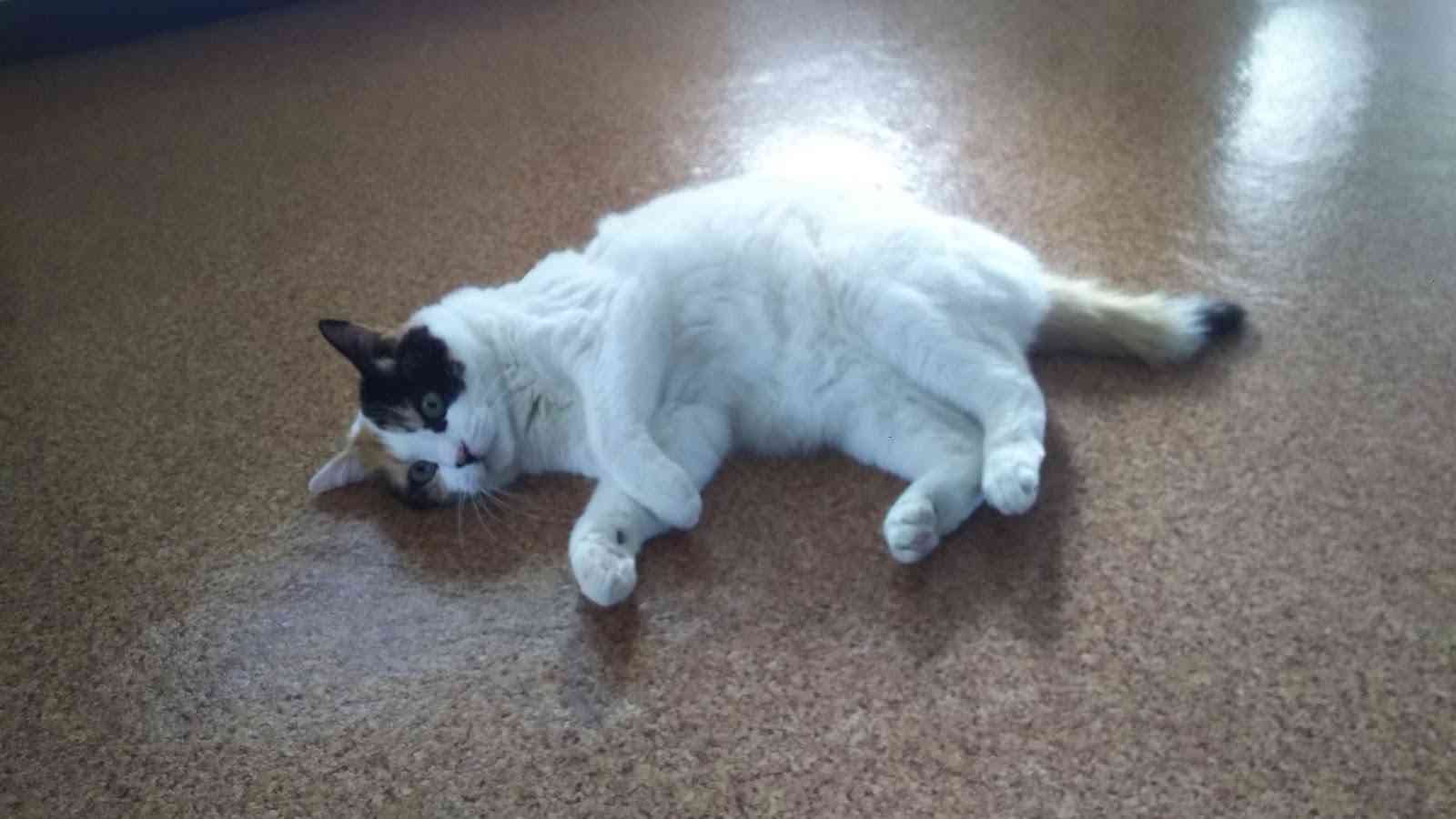 (身バレしない程度に)お宅の猫ちゃん見せてください!