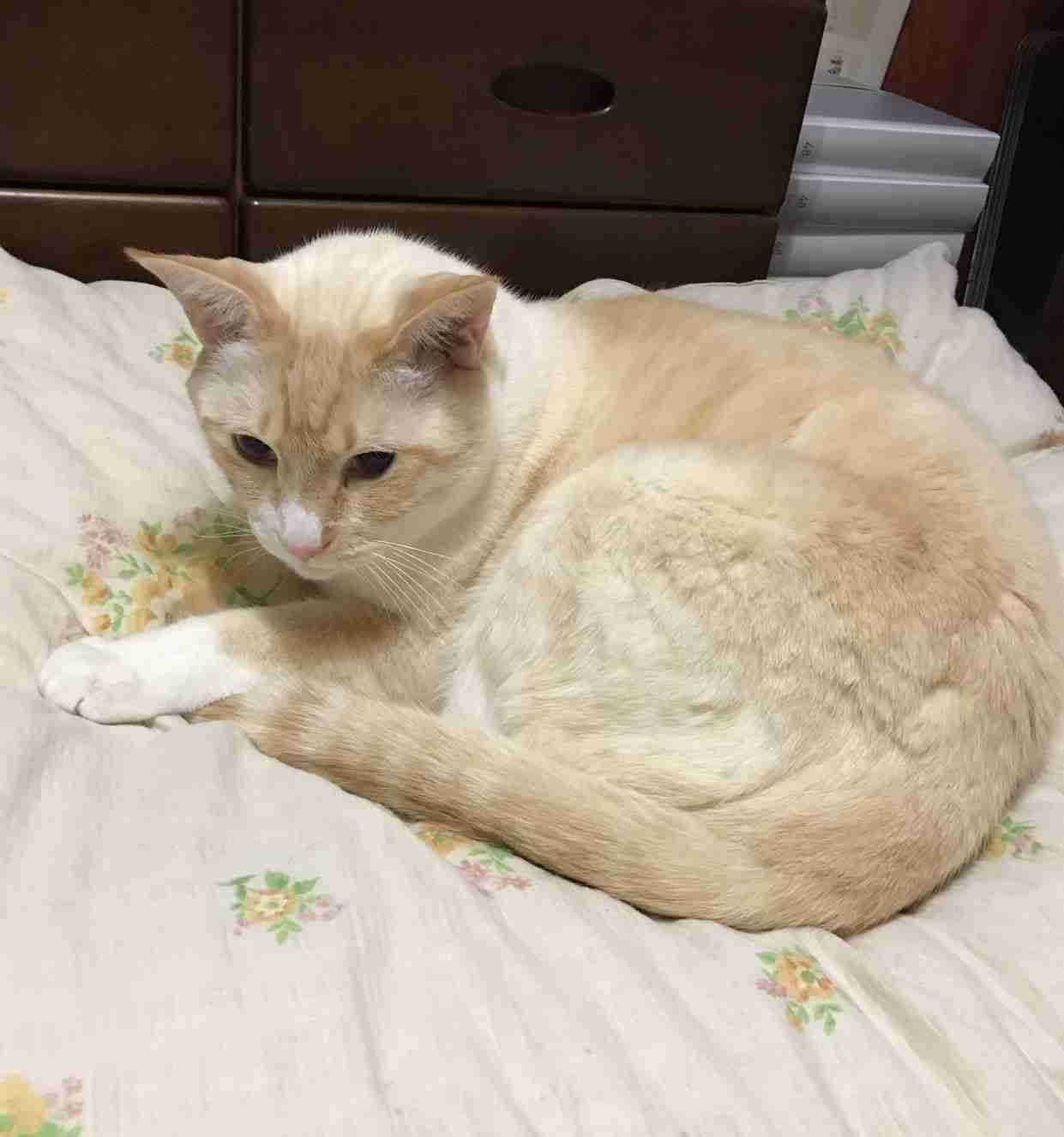 (身バレしない程度に)お宅の猫ちゃん見せてください!