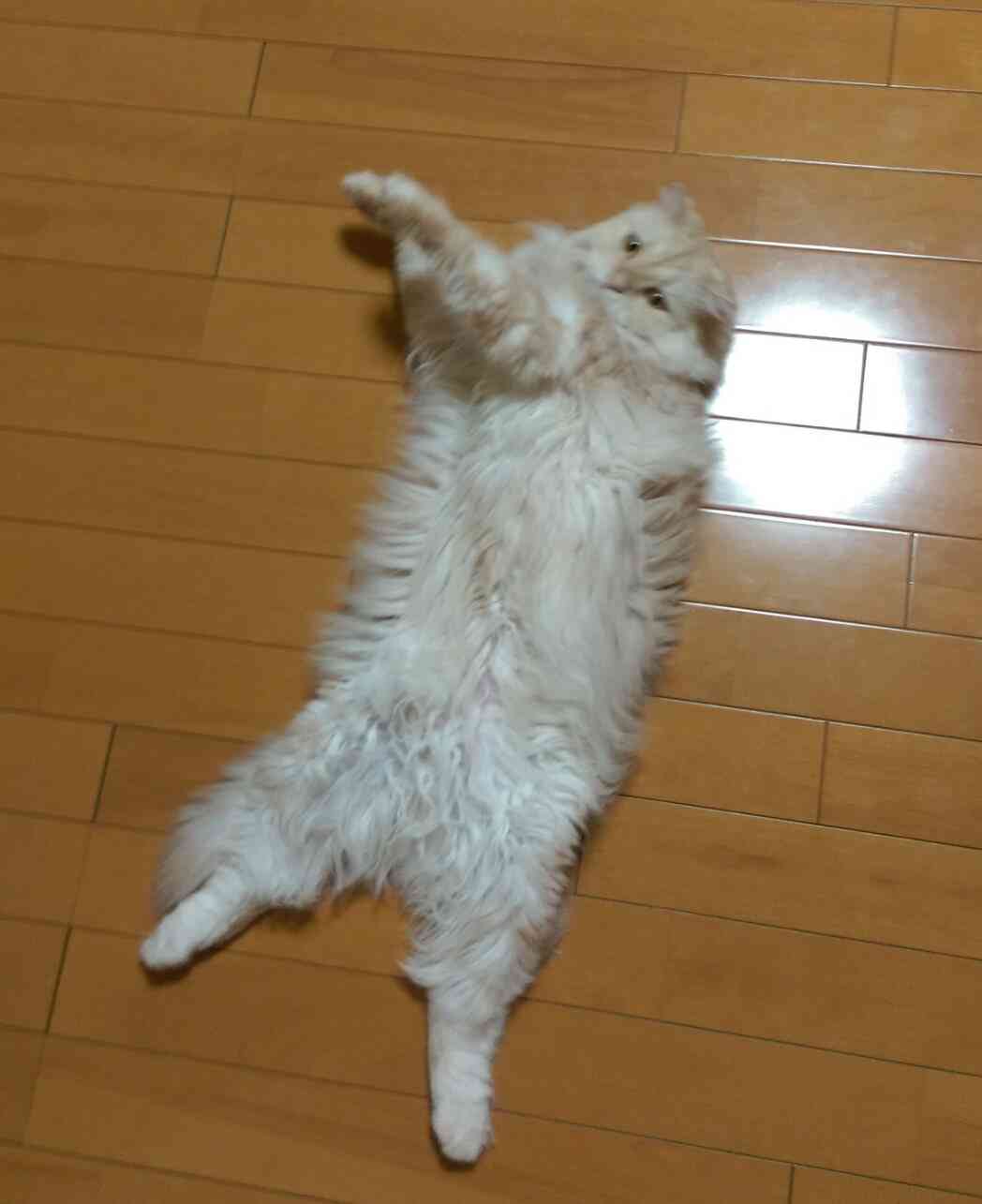 (身バレしない程度に)お宅の猫ちゃん見せてください!