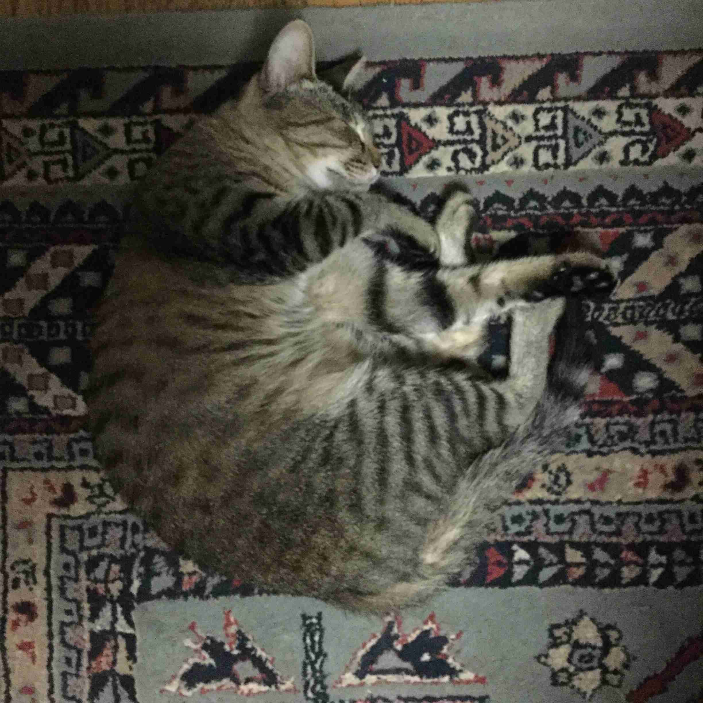 (身バレしない程度に)お宅の猫ちゃん見せてください!