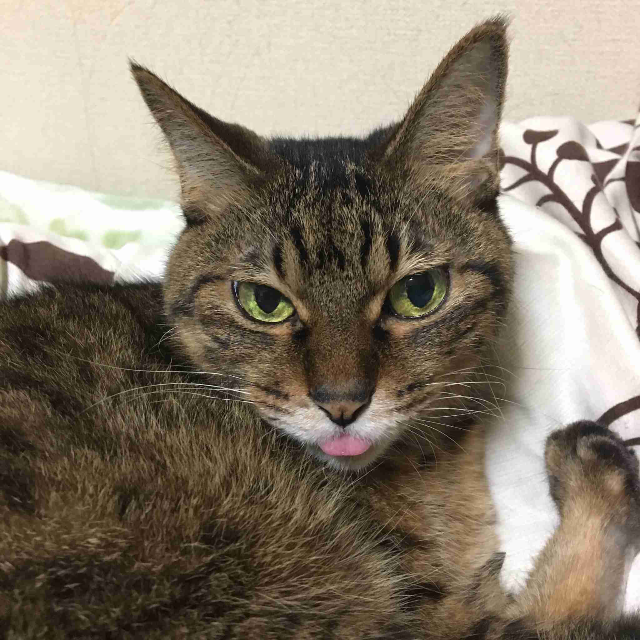 (身バレしない程度に)お宅の猫ちゃん見せてください!