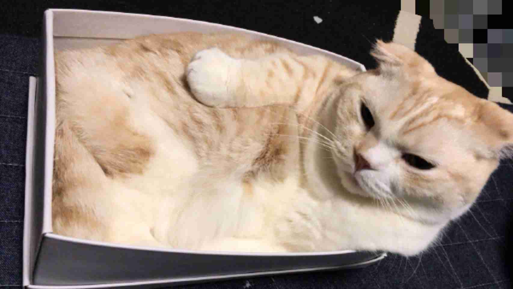 (身バレしない程度に)お宅の猫ちゃん見せてください!