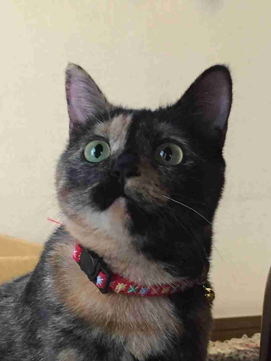 (身バレしない程度に)お宅の猫ちゃん見せてください!