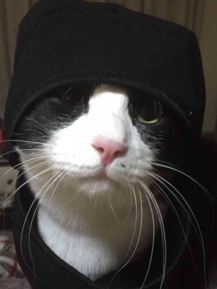 (身バレしない程度に)お宅の猫ちゃん見せてください!