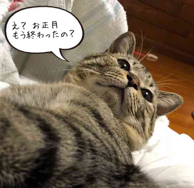 (身バレしない程度に)お宅の猫ちゃん見せてください!
