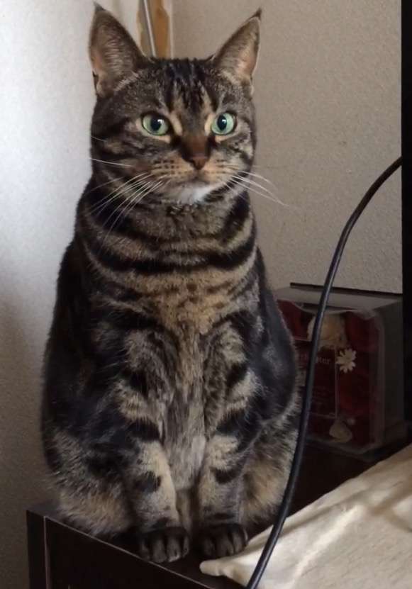 (身バレしない程度に)お宅の猫ちゃん見せてください!