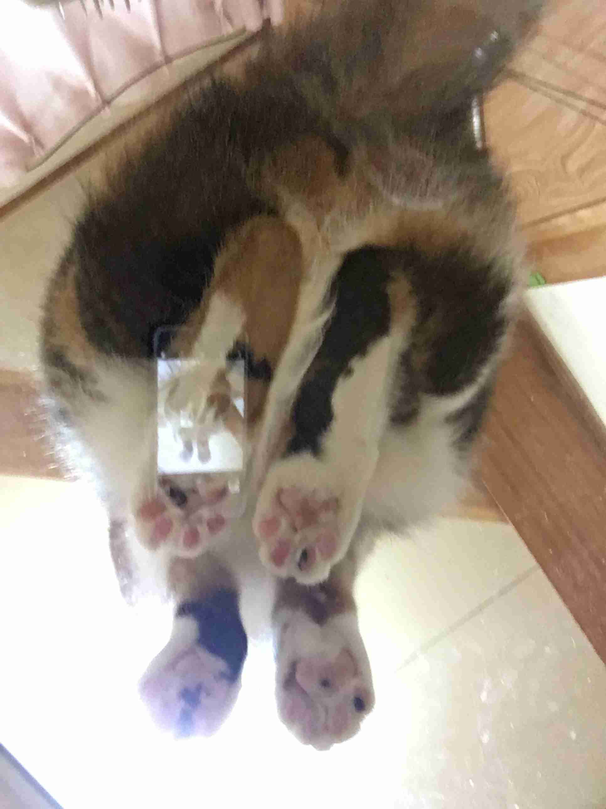 (身バレしない程度に)お宅の猫ちゃん見せてください!