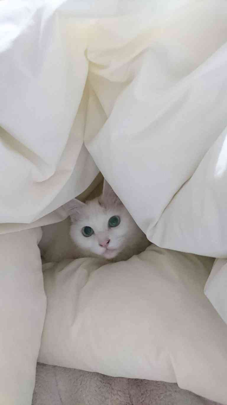 (身バレしない程度に)お宅の猫ちゃん見せてください!