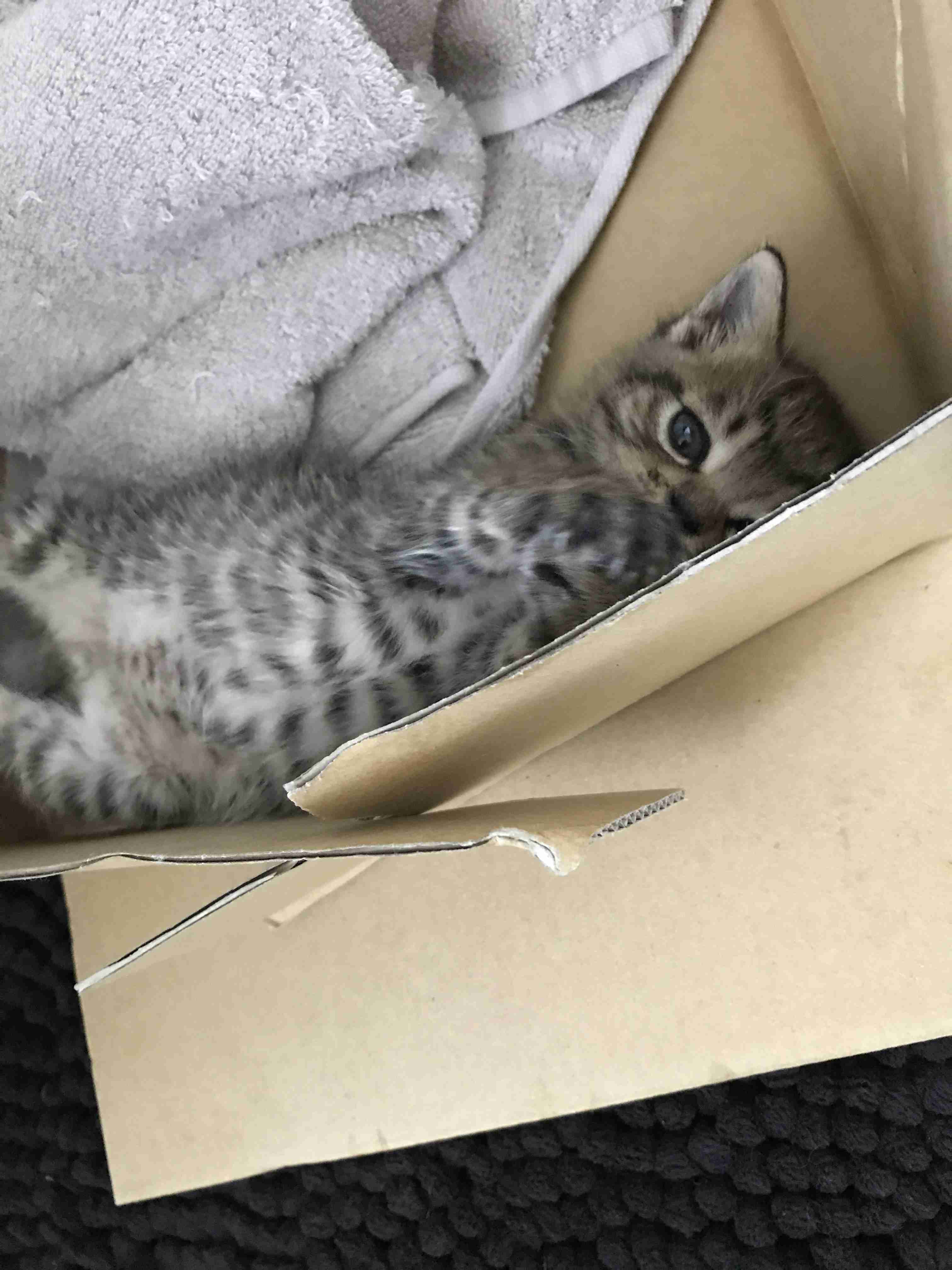 (身バレしない程度に)お宅の猫ちゃん見せてください!
