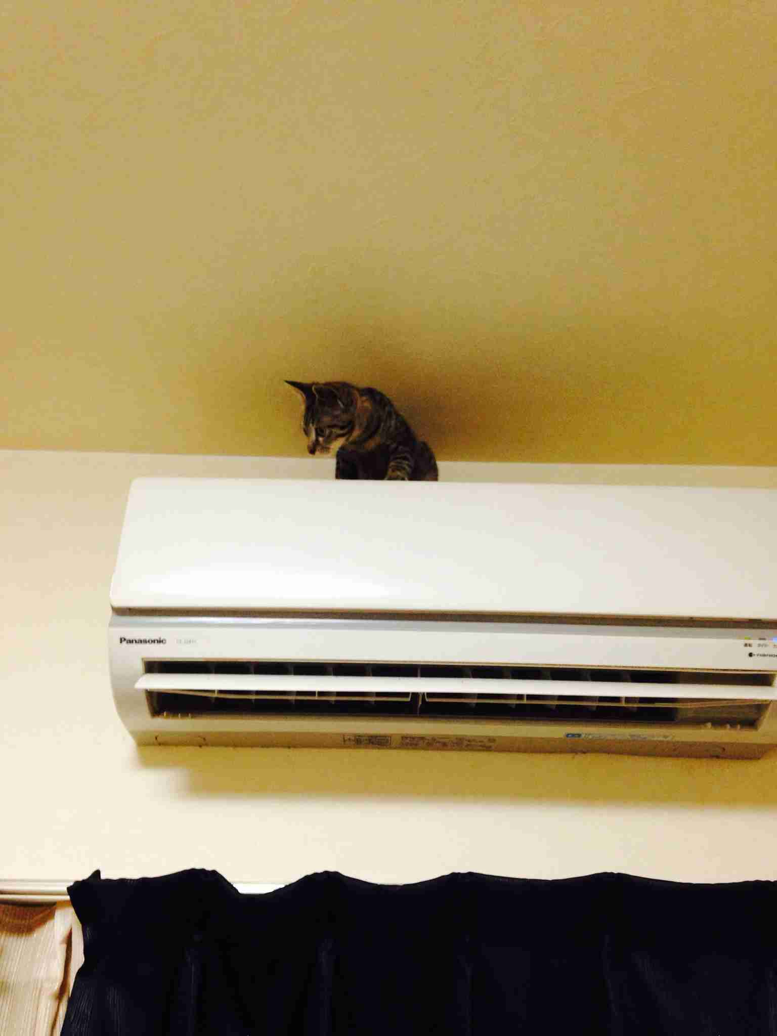 (身バレしない程度に)お宅の猫ちゃん見せてください!