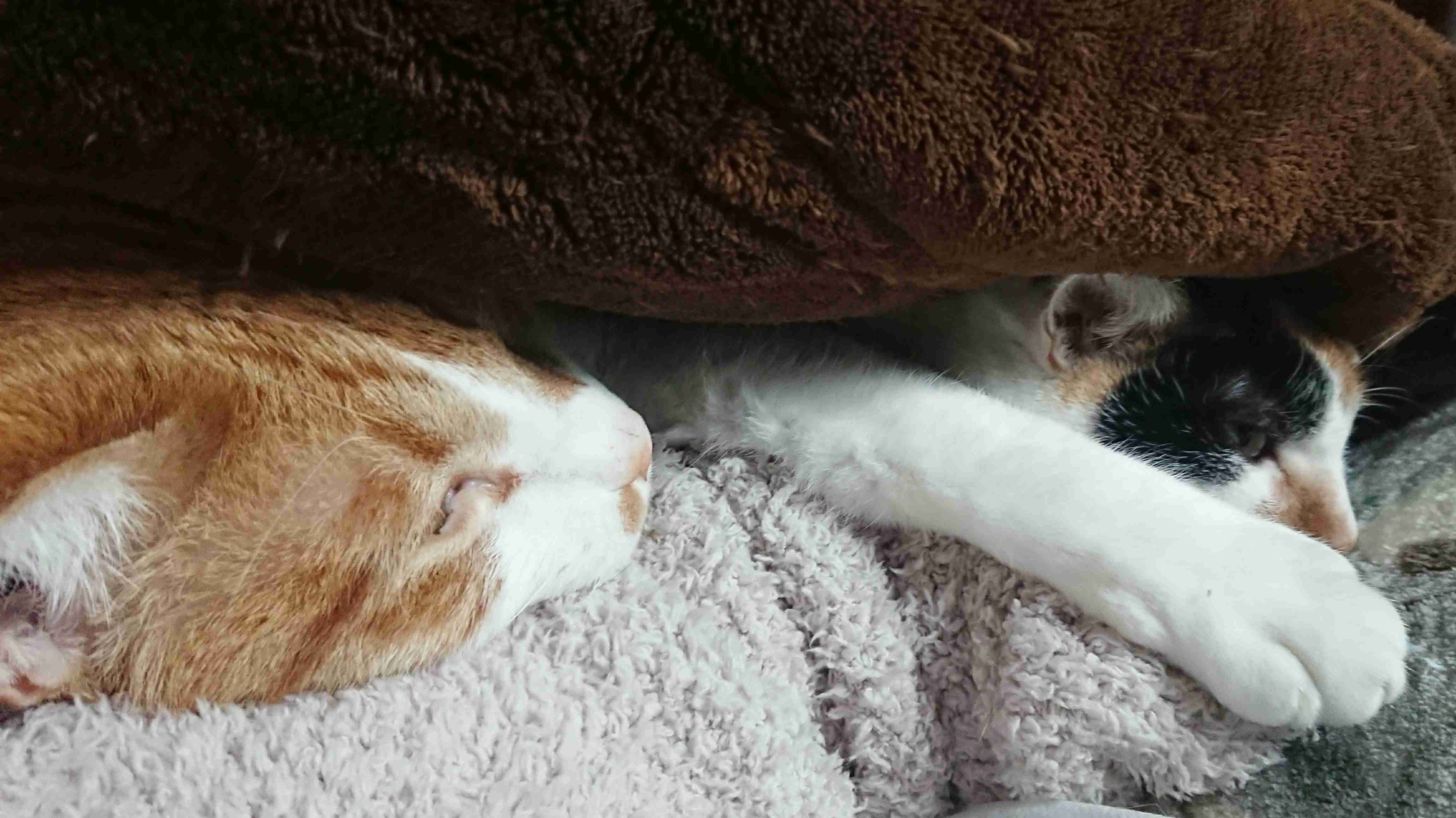 (身バレしない程度に)お宅の猫ちゃん見せてください!