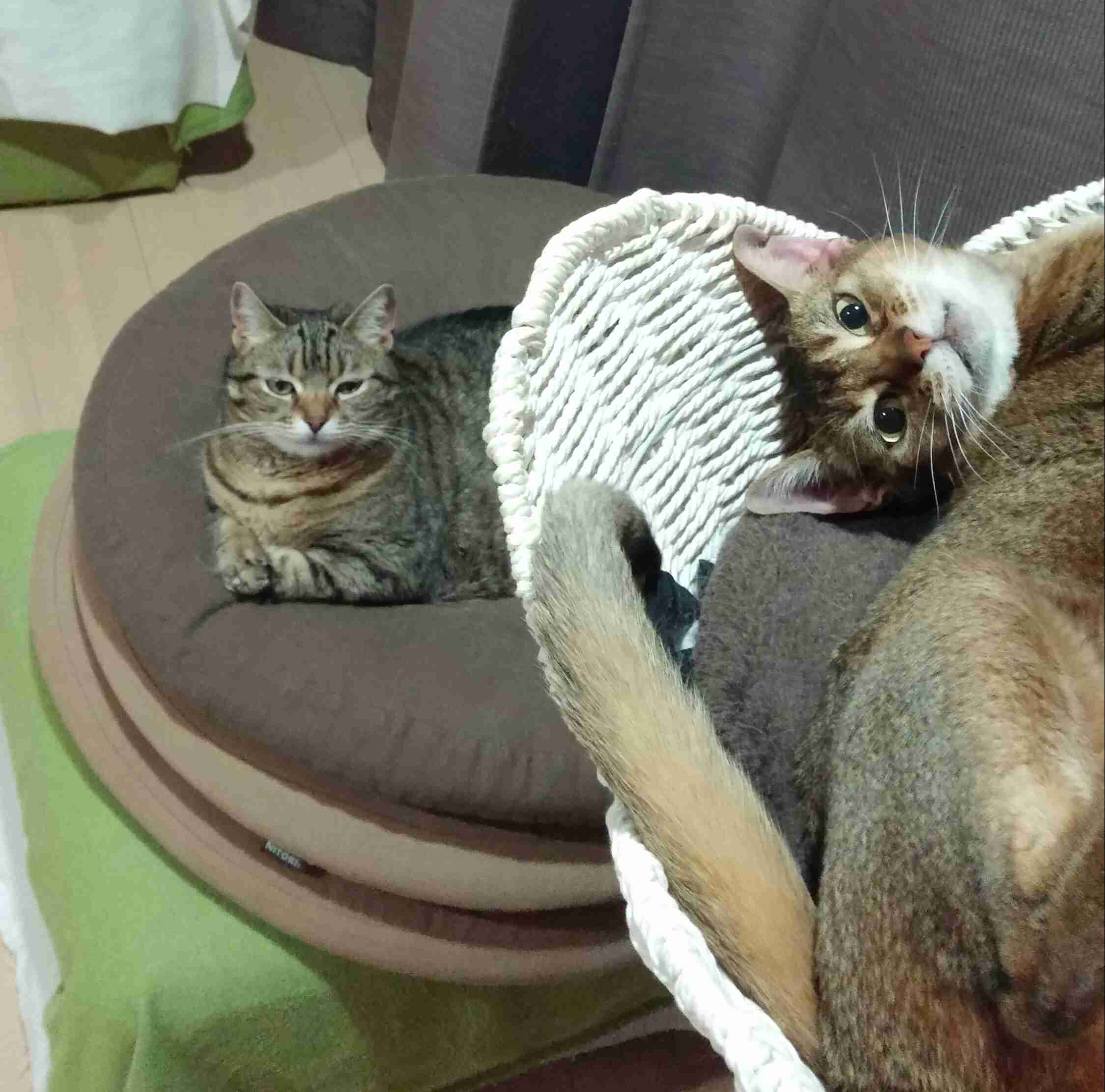 (身バレしない程度に)お宅の猫ちゃん見せてください!