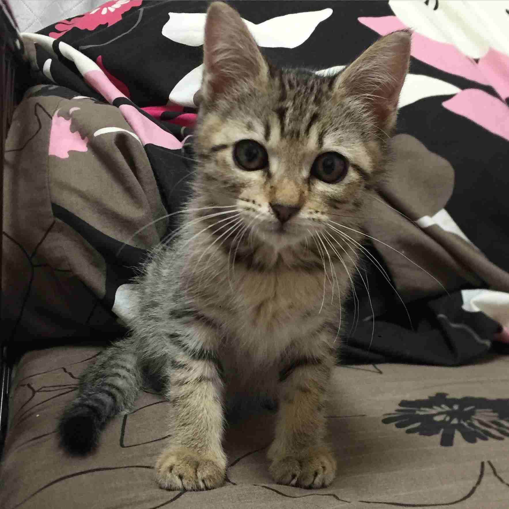 (身バレしない程度に)お宅の猫ちゃん見せてください!