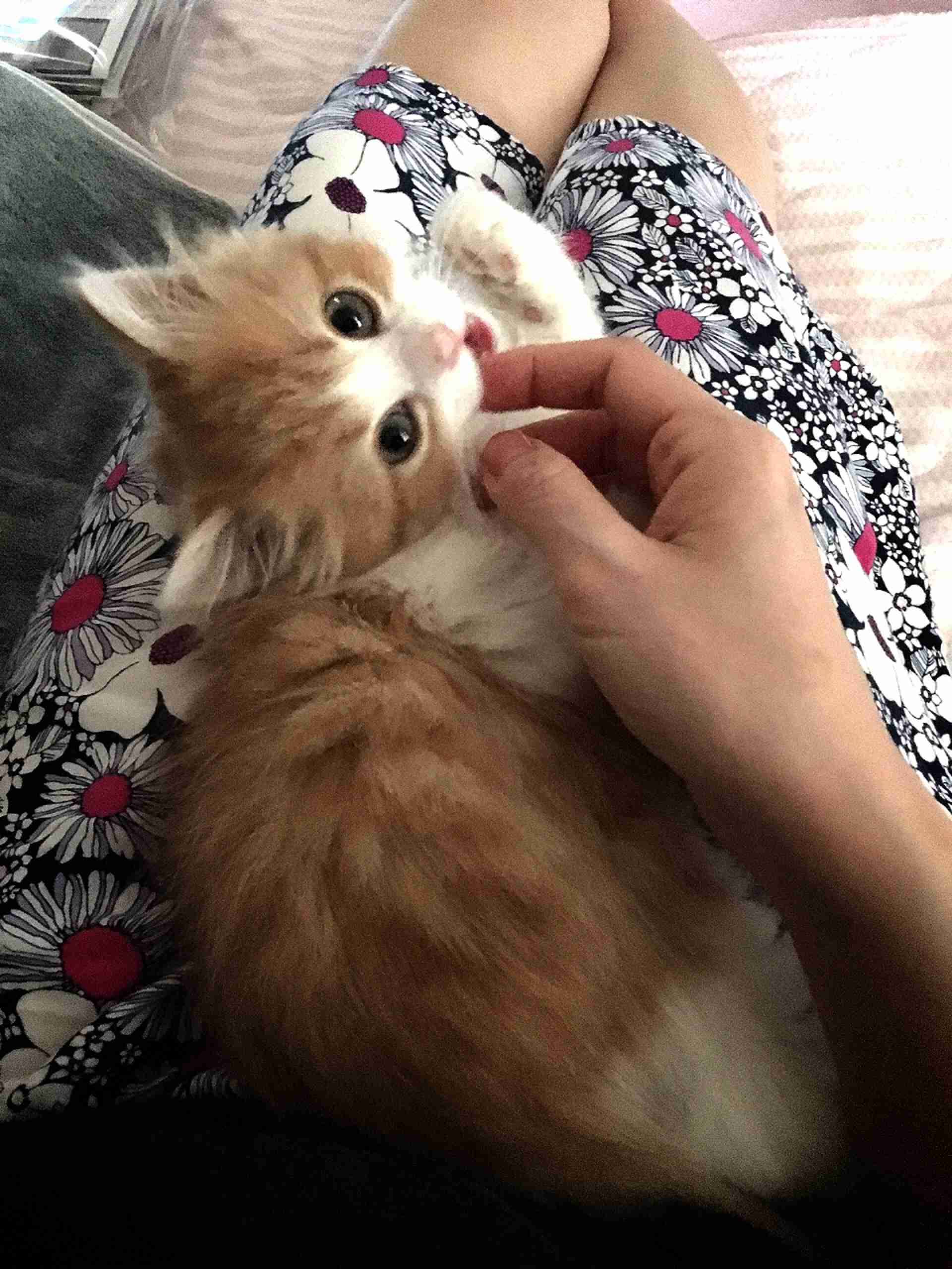 (身バレしない程度に)お宅の猫ちゃん見せてください!