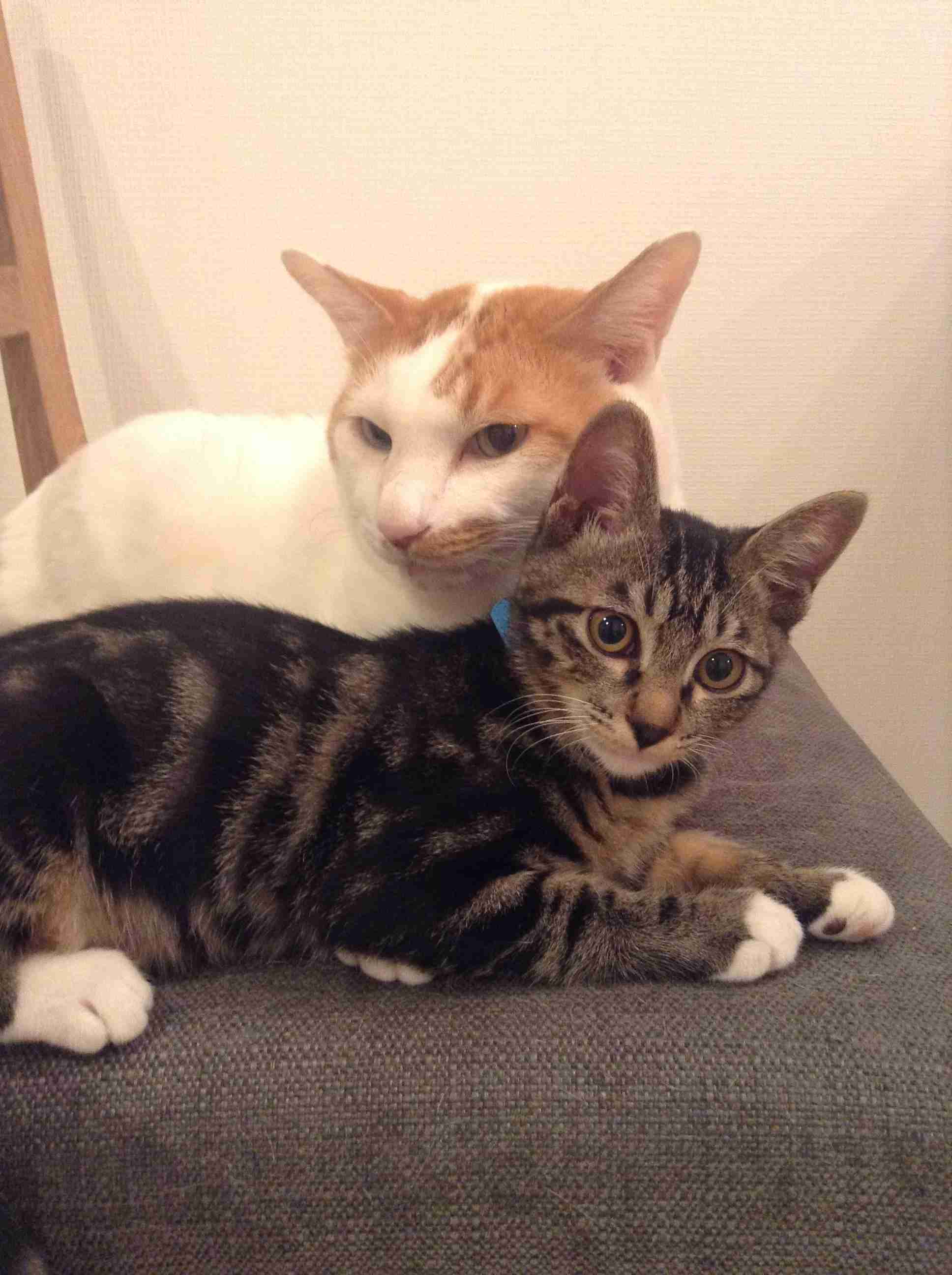 (身バレしない程度に)お宅の猫ちゃん見せてください!