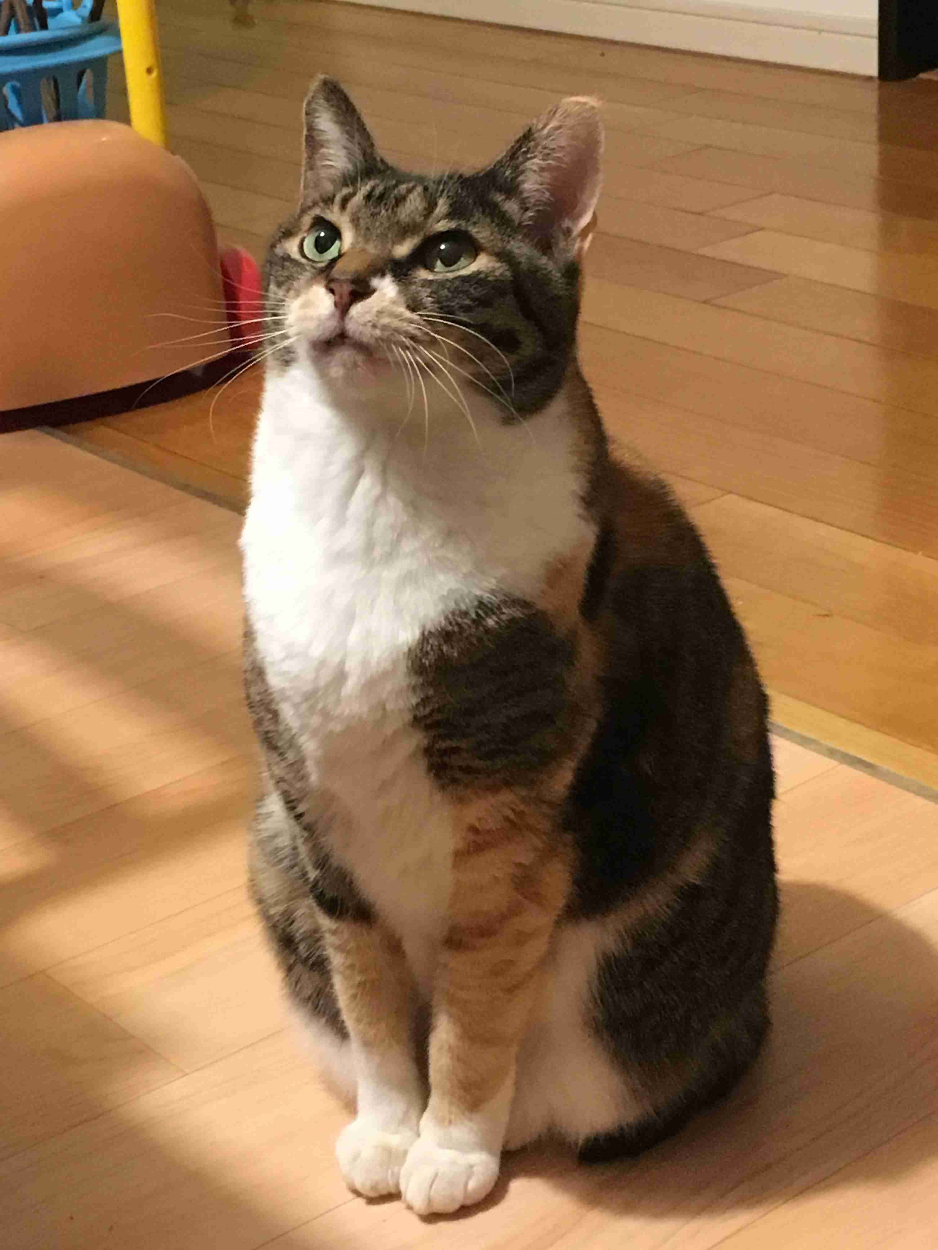 (身バレしない程度に)お宅の猫ちゃん見せてください!