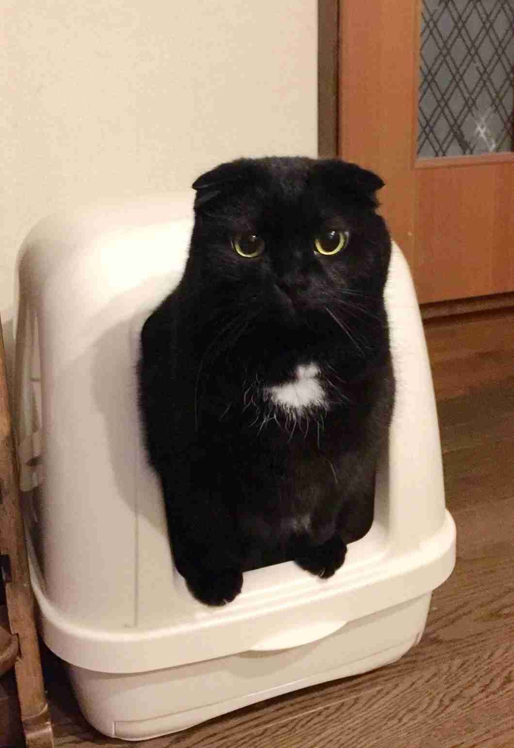 (身バレしない程度に)お宅の猫ちゃん見せてください!