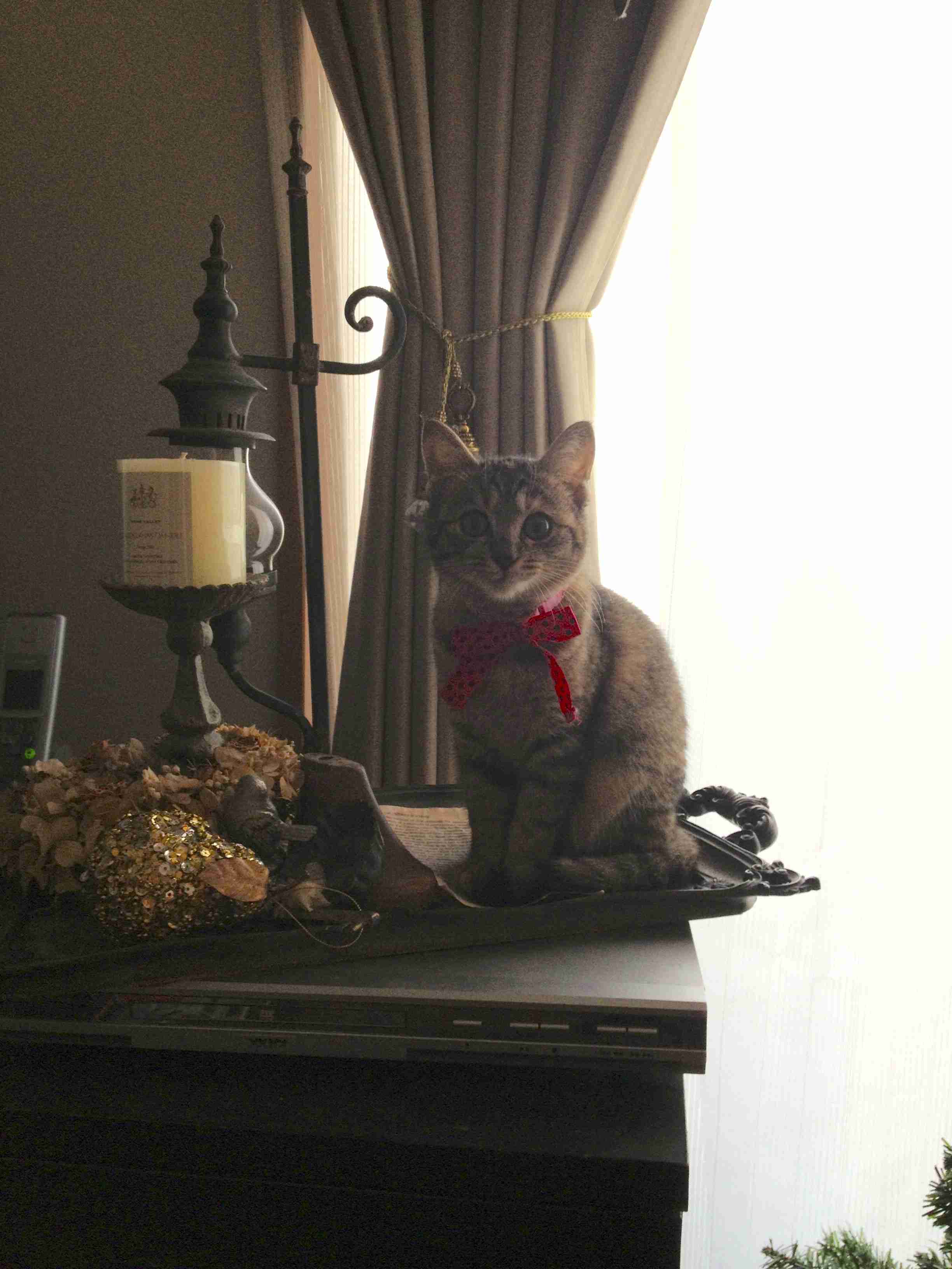 (身バレしない程度に)お宅の猫ちゃん見せてください!