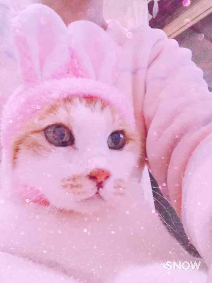 (身バレしない程度に)お宅の猫ちゃん見せてください!