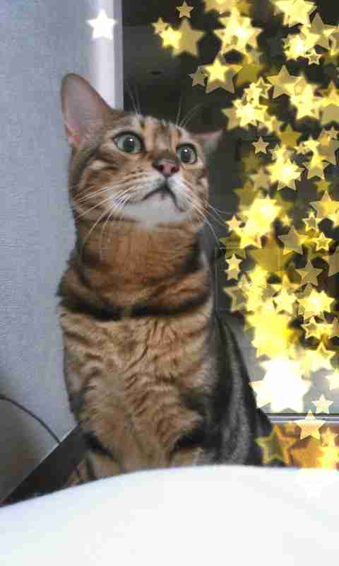 (身バレしない程度に)お宅の猫ちゃん見せてください!