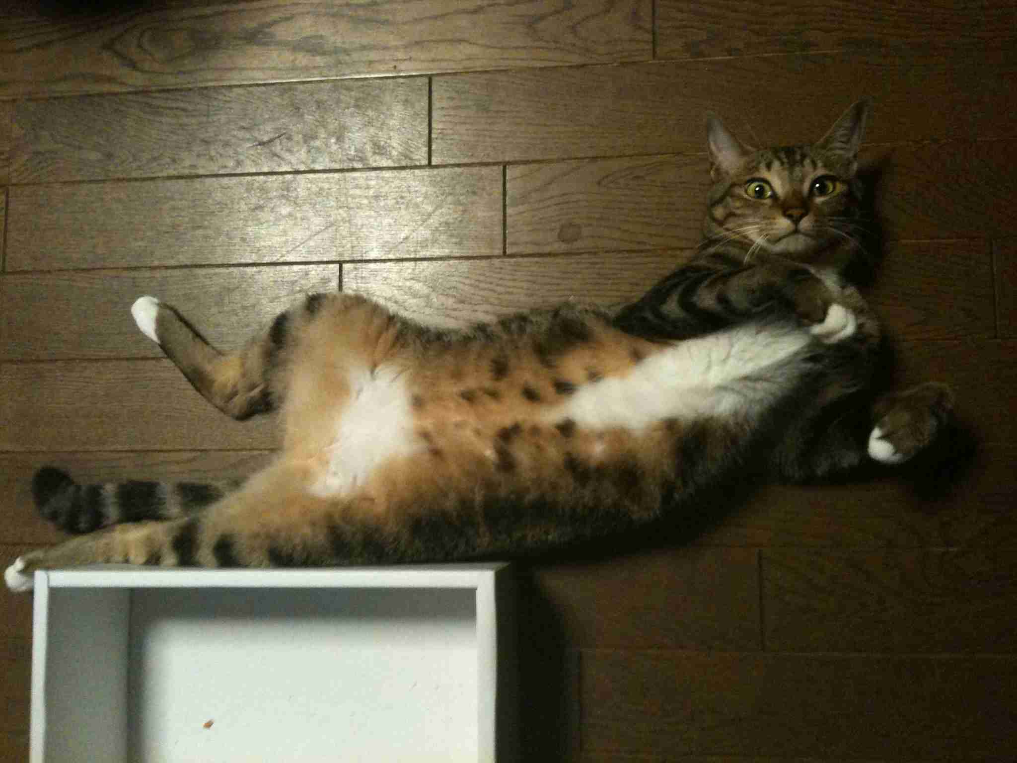 (身バレしない程度に)お宅の猫ちゃん見せてください!