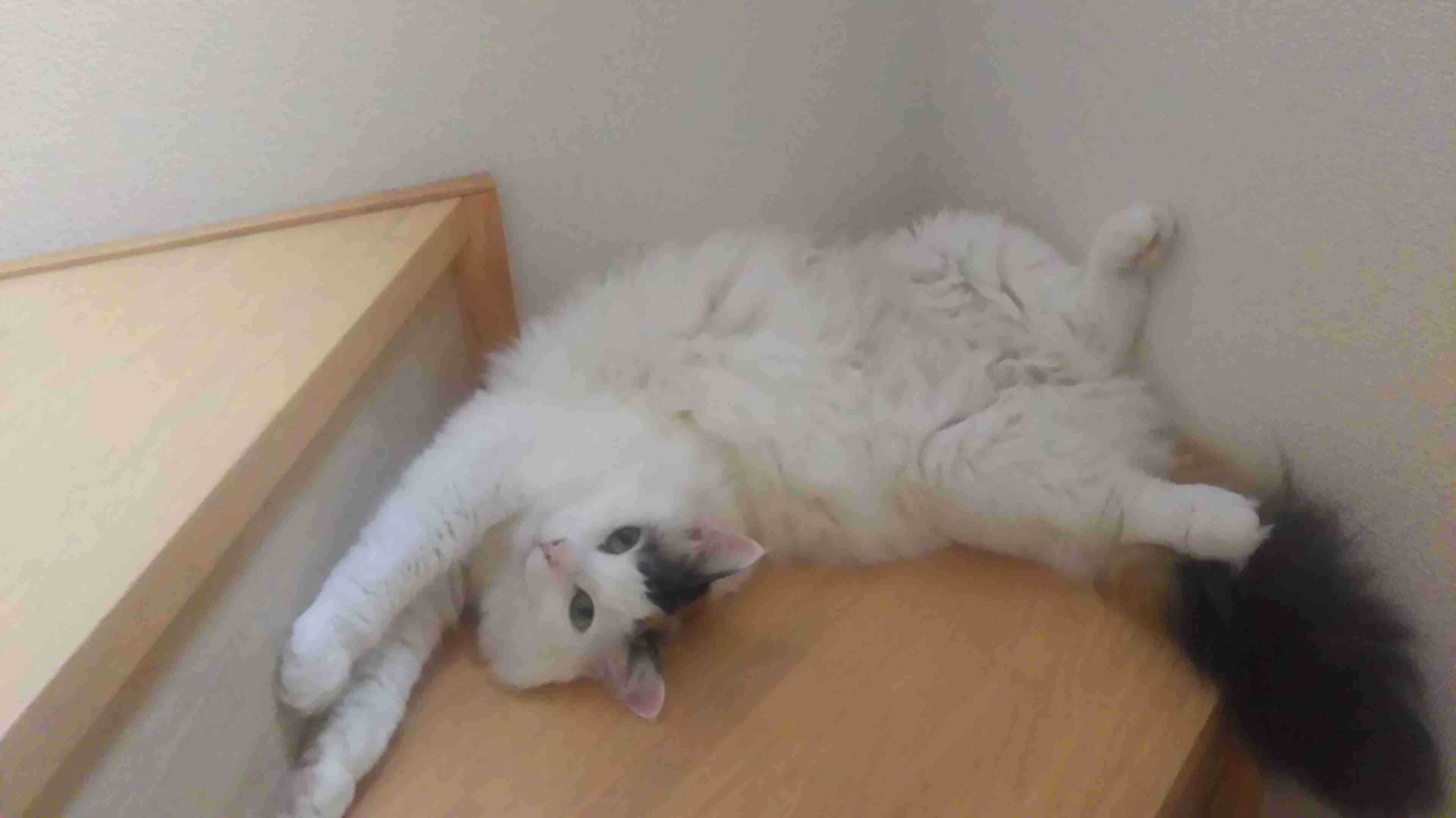 (身バレしない程度に)お宅の猫ちゃん見せてください!