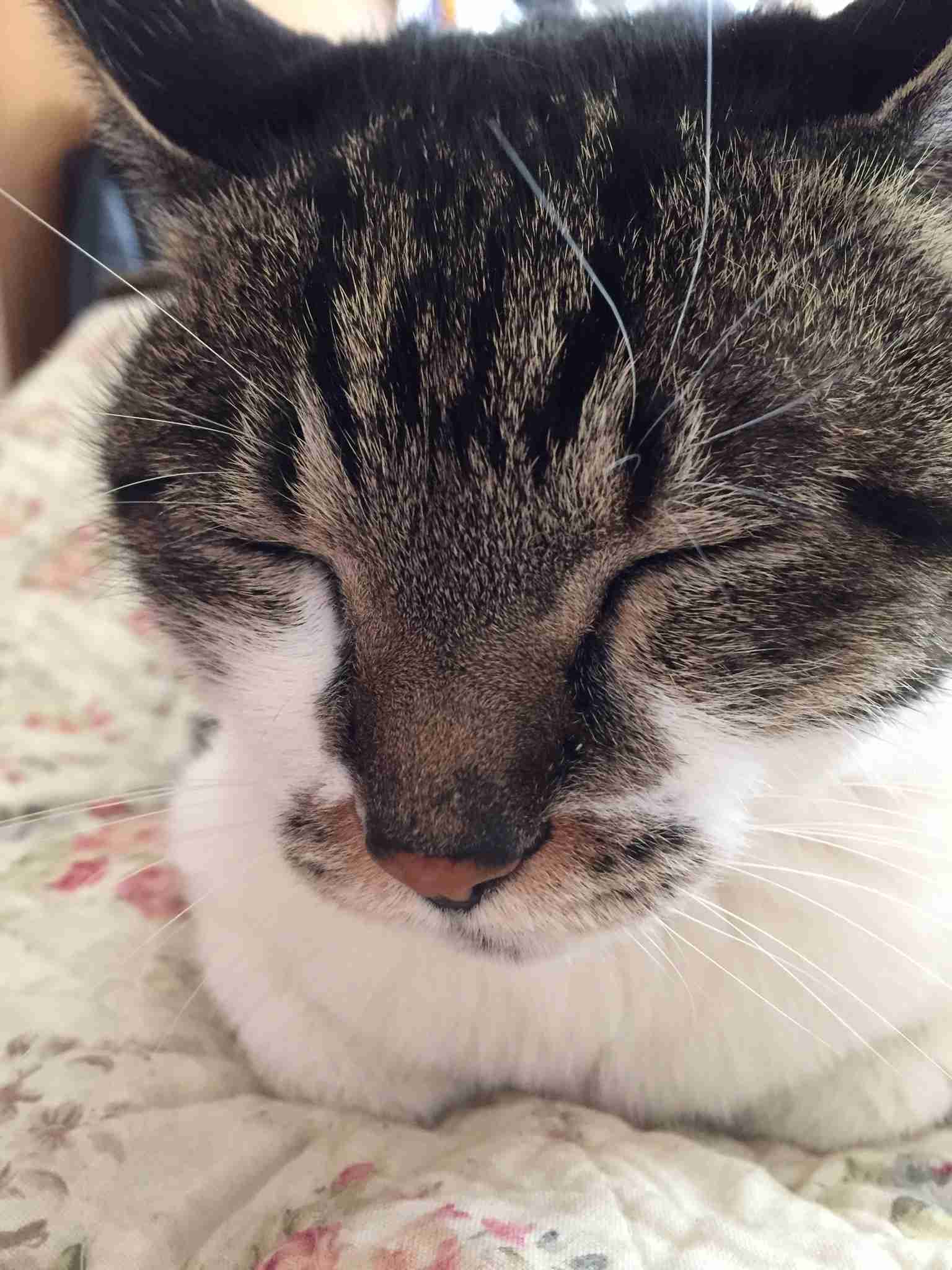 (身バレしない程度に)お宅の猫ちゃん見せてください!