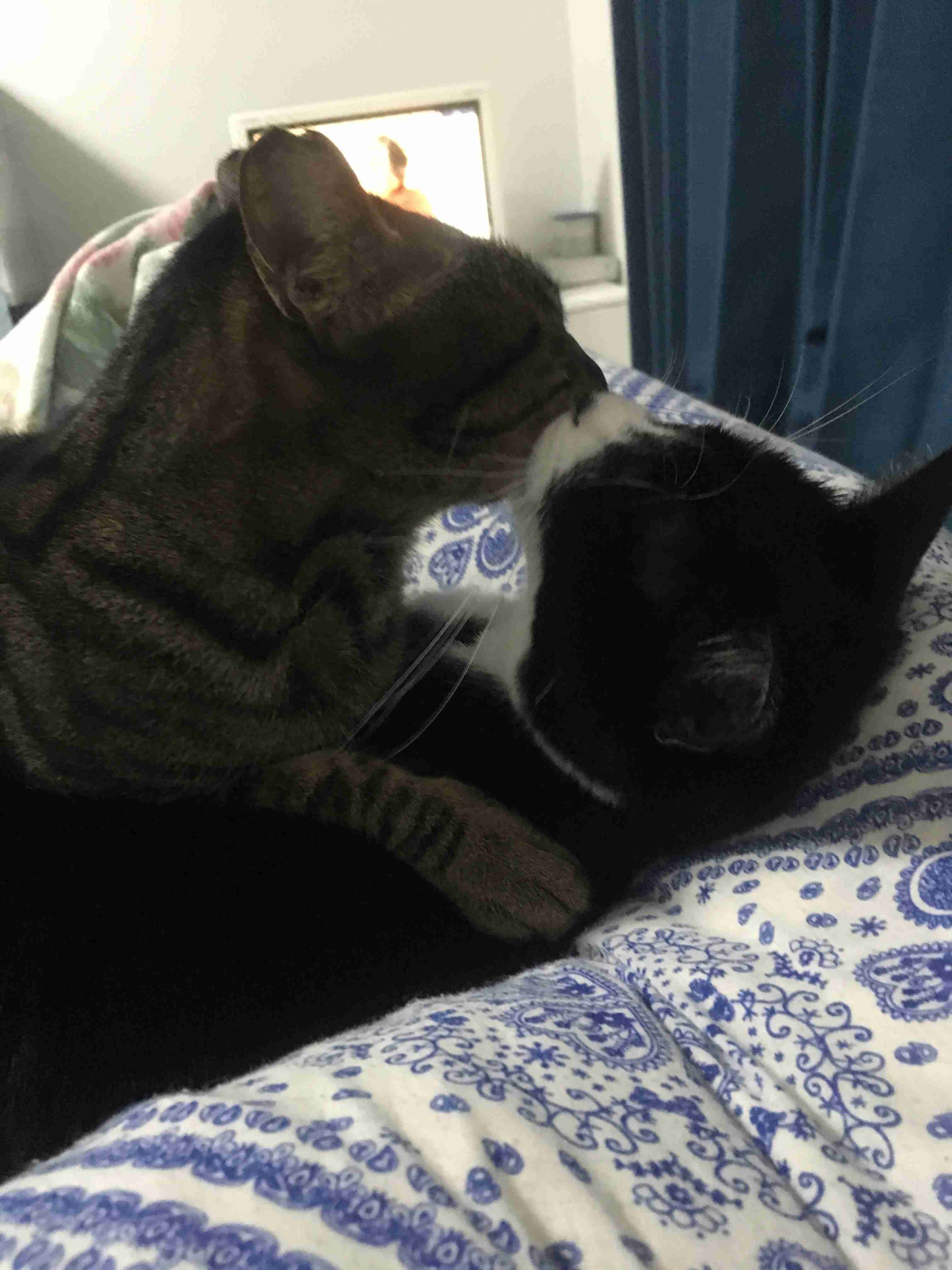 (身バレしない程度に)お宅の猫ちゃん見せてください!